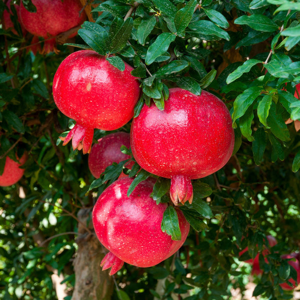 Granatapfel