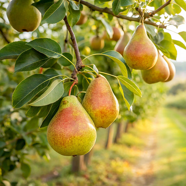 Klassische Obstbäume