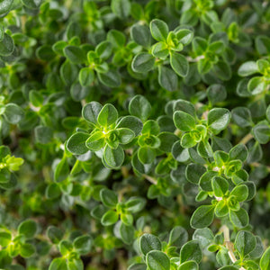 Thymian