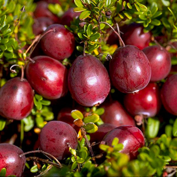 Cranberry