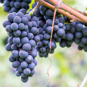 Weinrebe