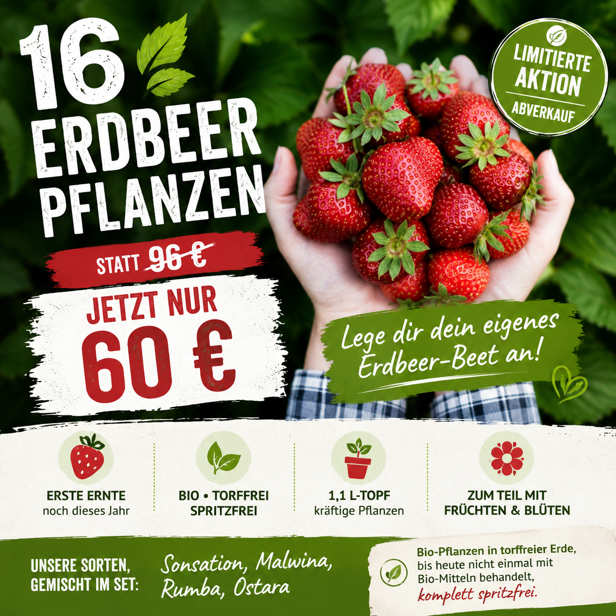 Erdbeer-Set 16 Stück