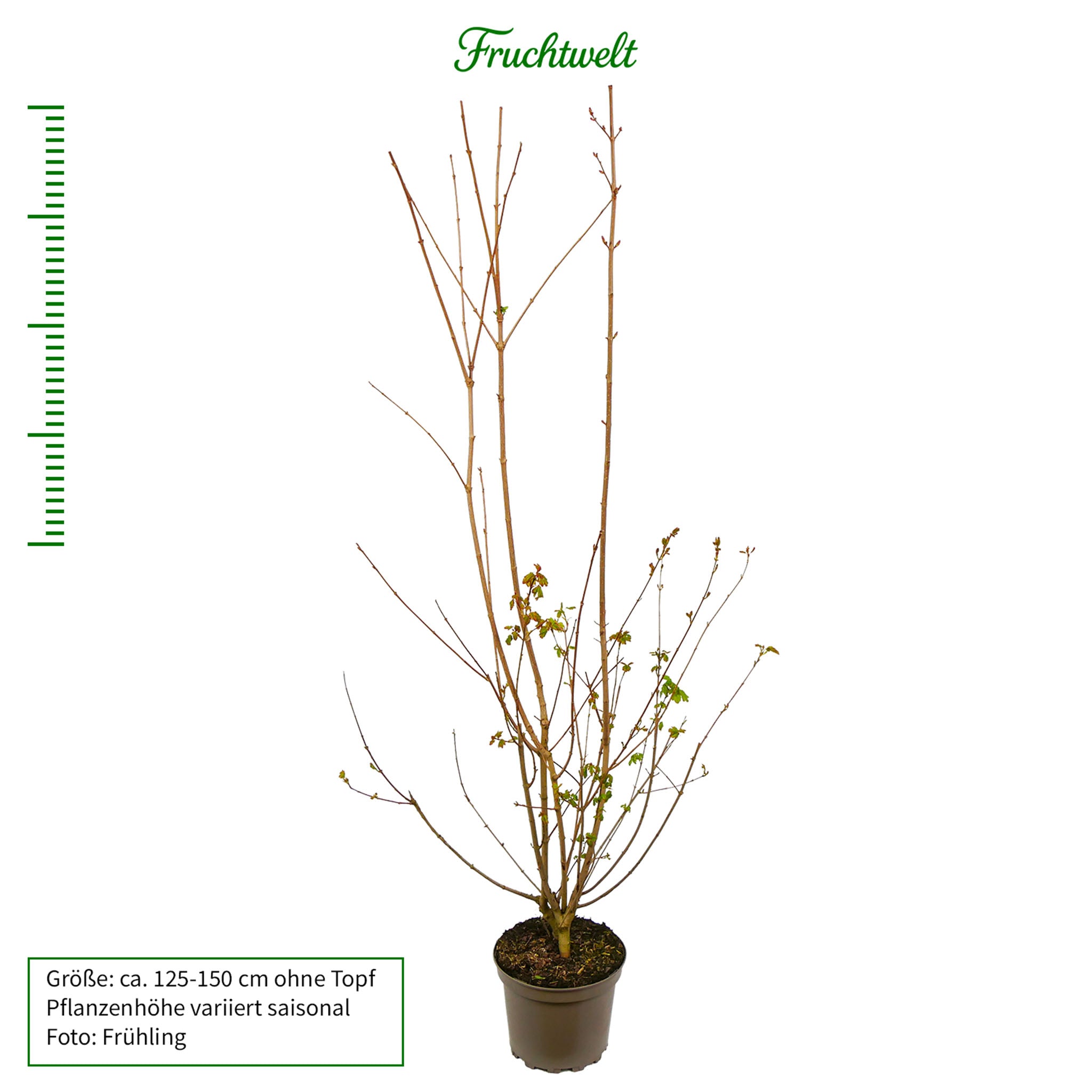 Feldahorn - Solitärbaum