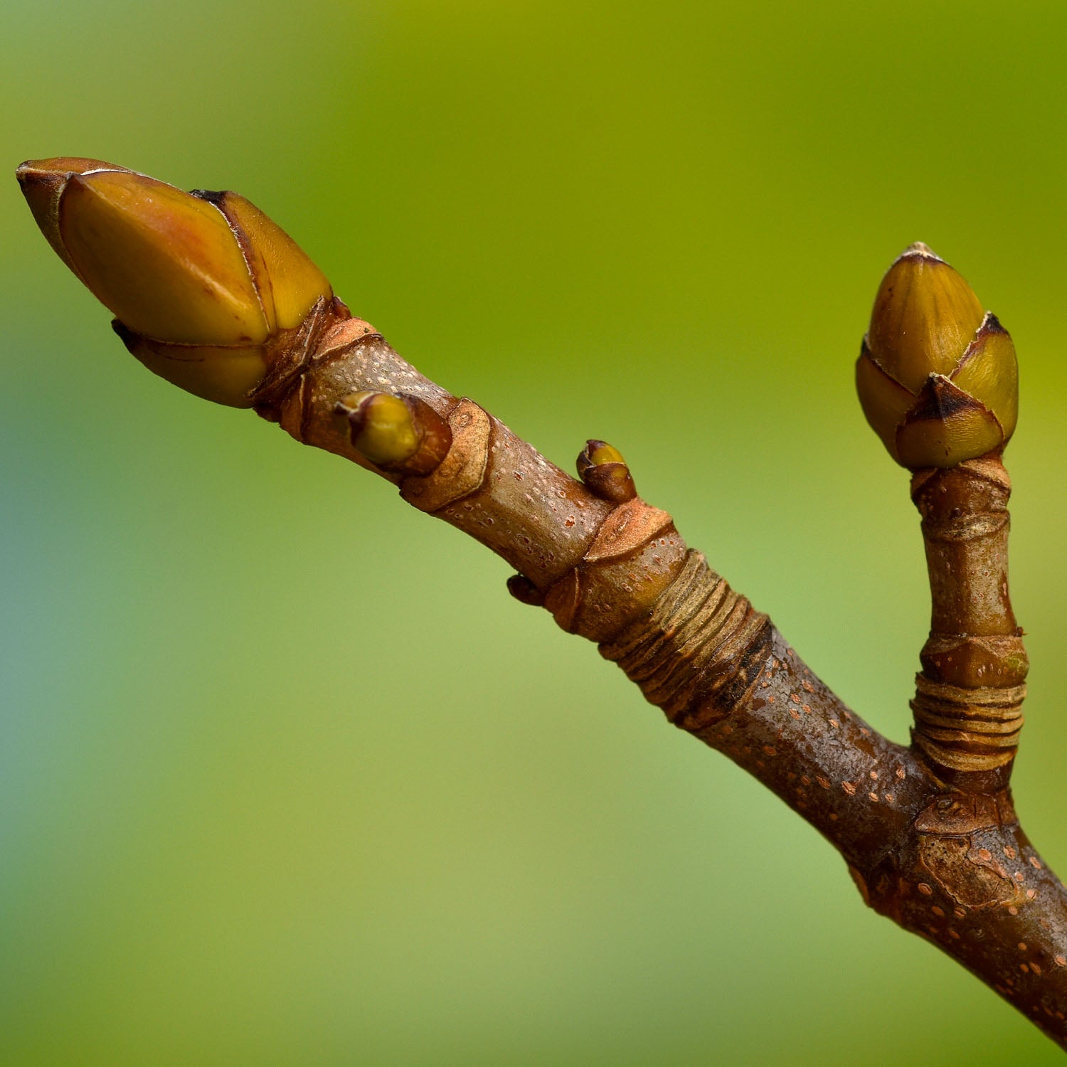 Bergahorn