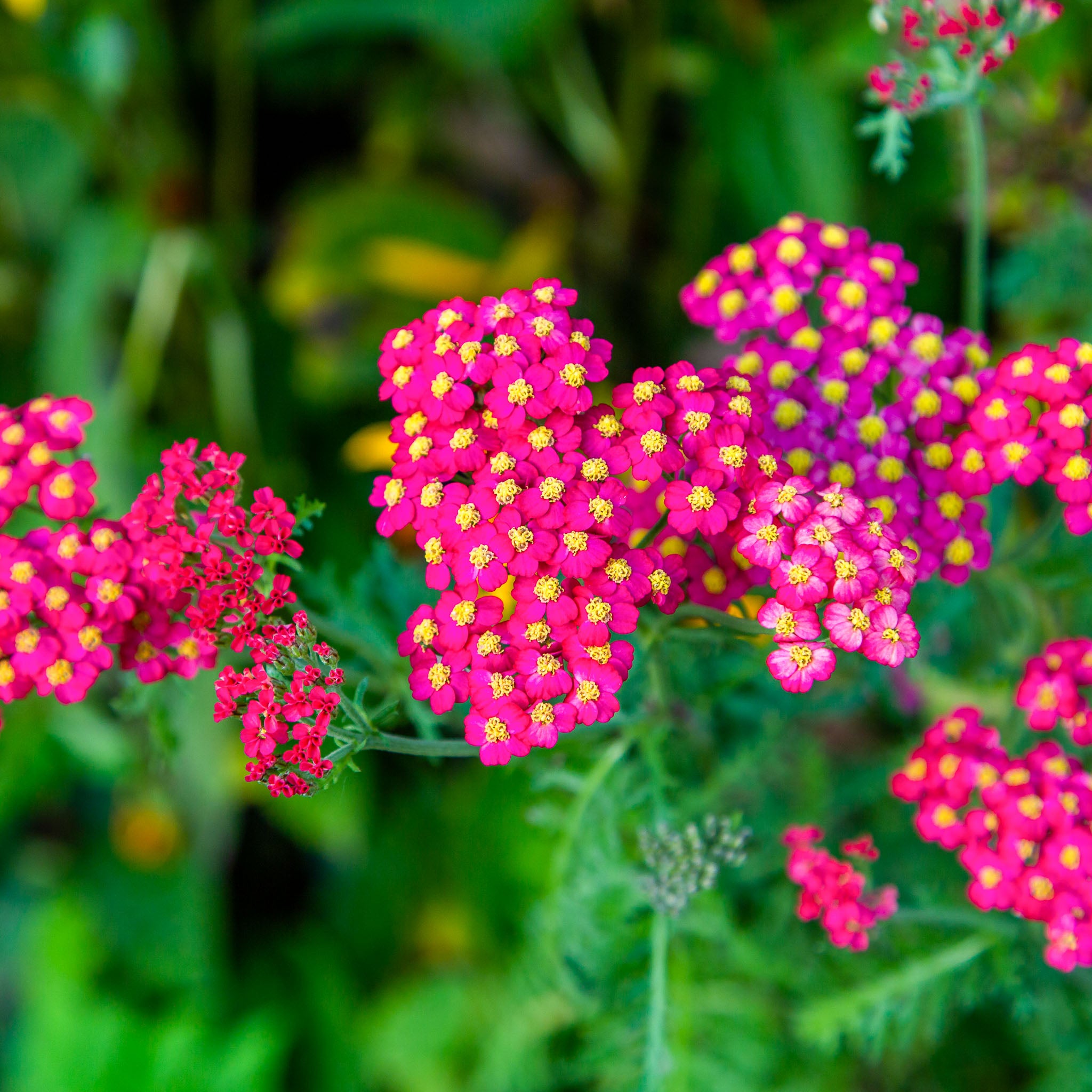 Schafgarbe 'Cerise Queen'