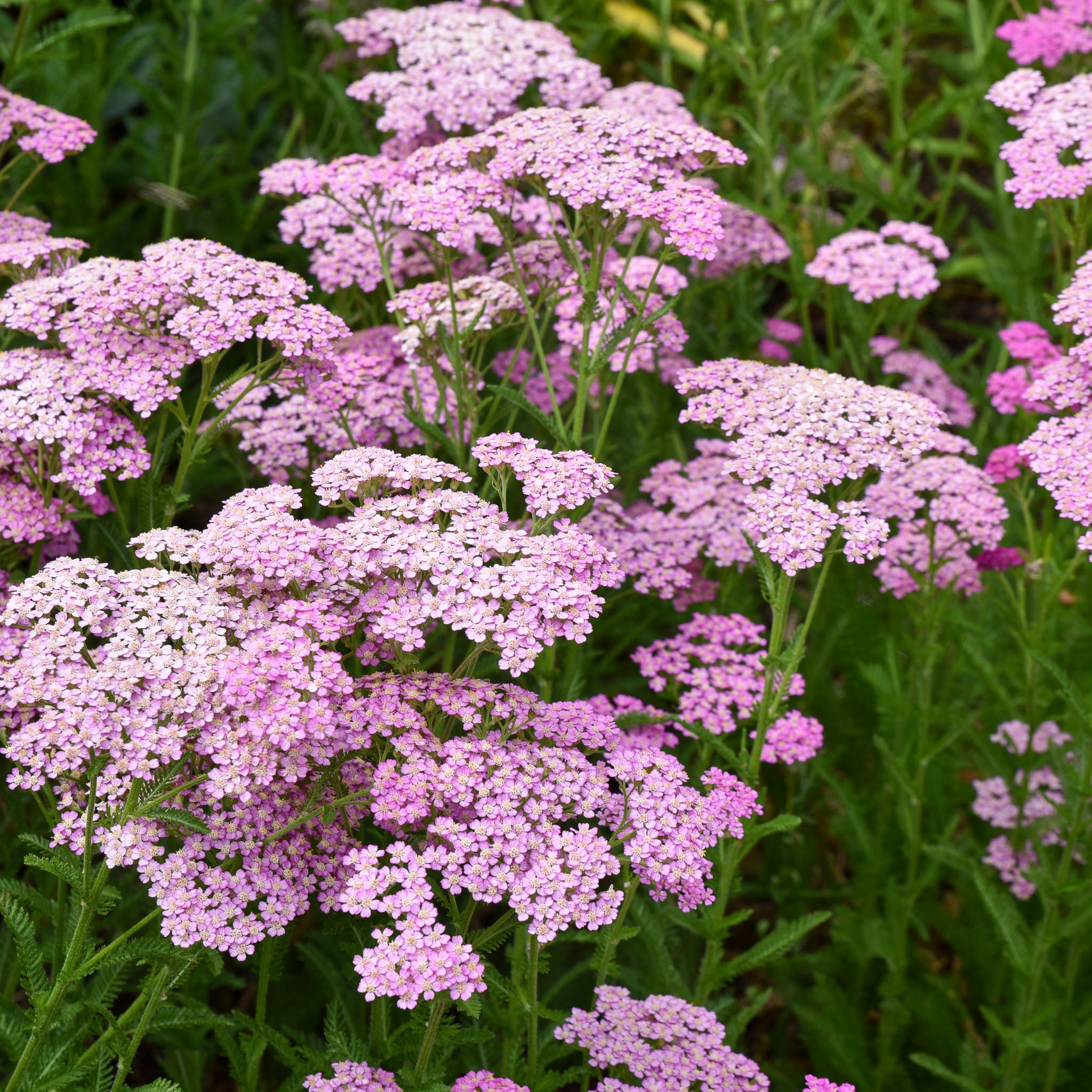 Schafgarbe 'Cerise Queen'