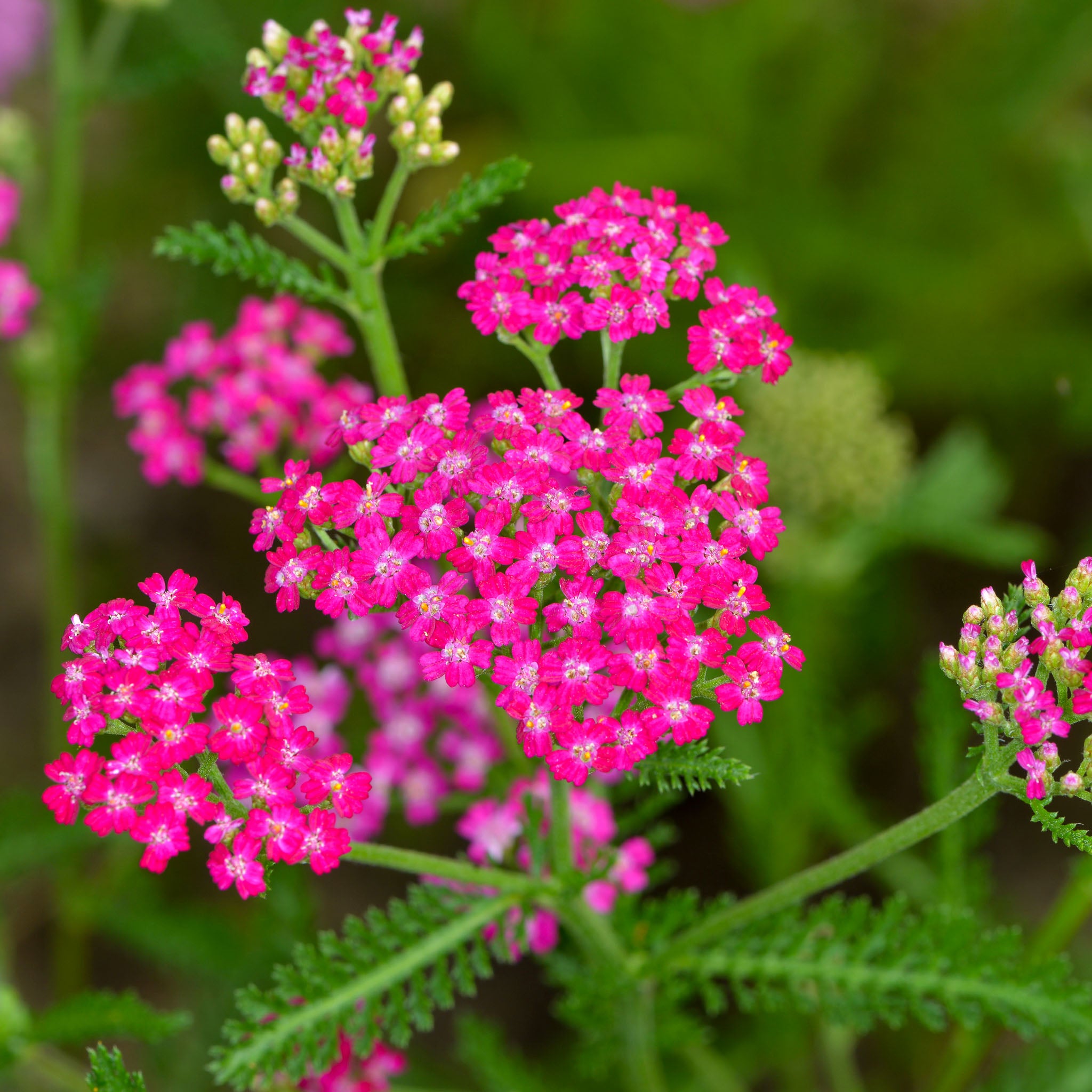 Schafgarbe 'Cerise Queen'