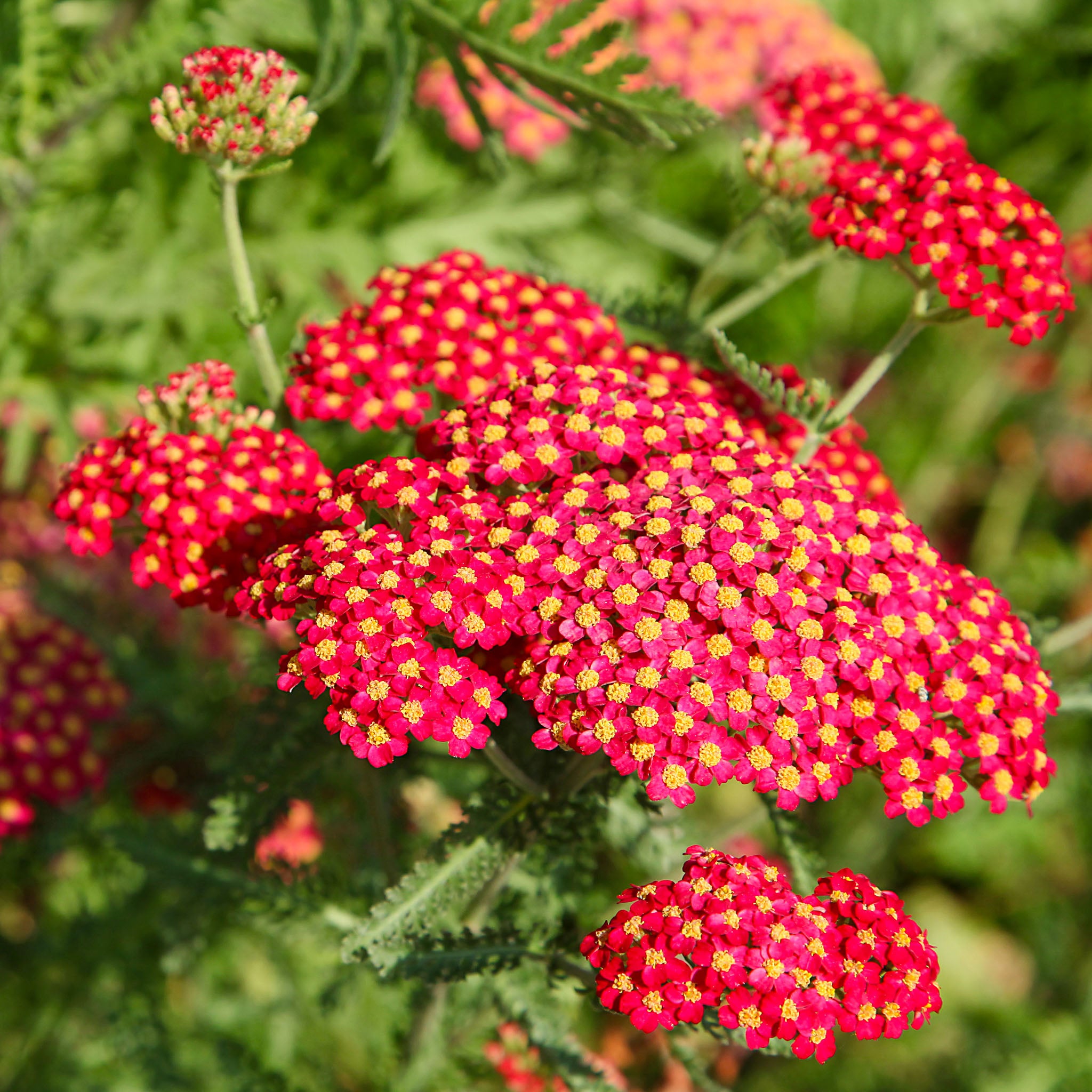Schafgarbe 'Paprika'