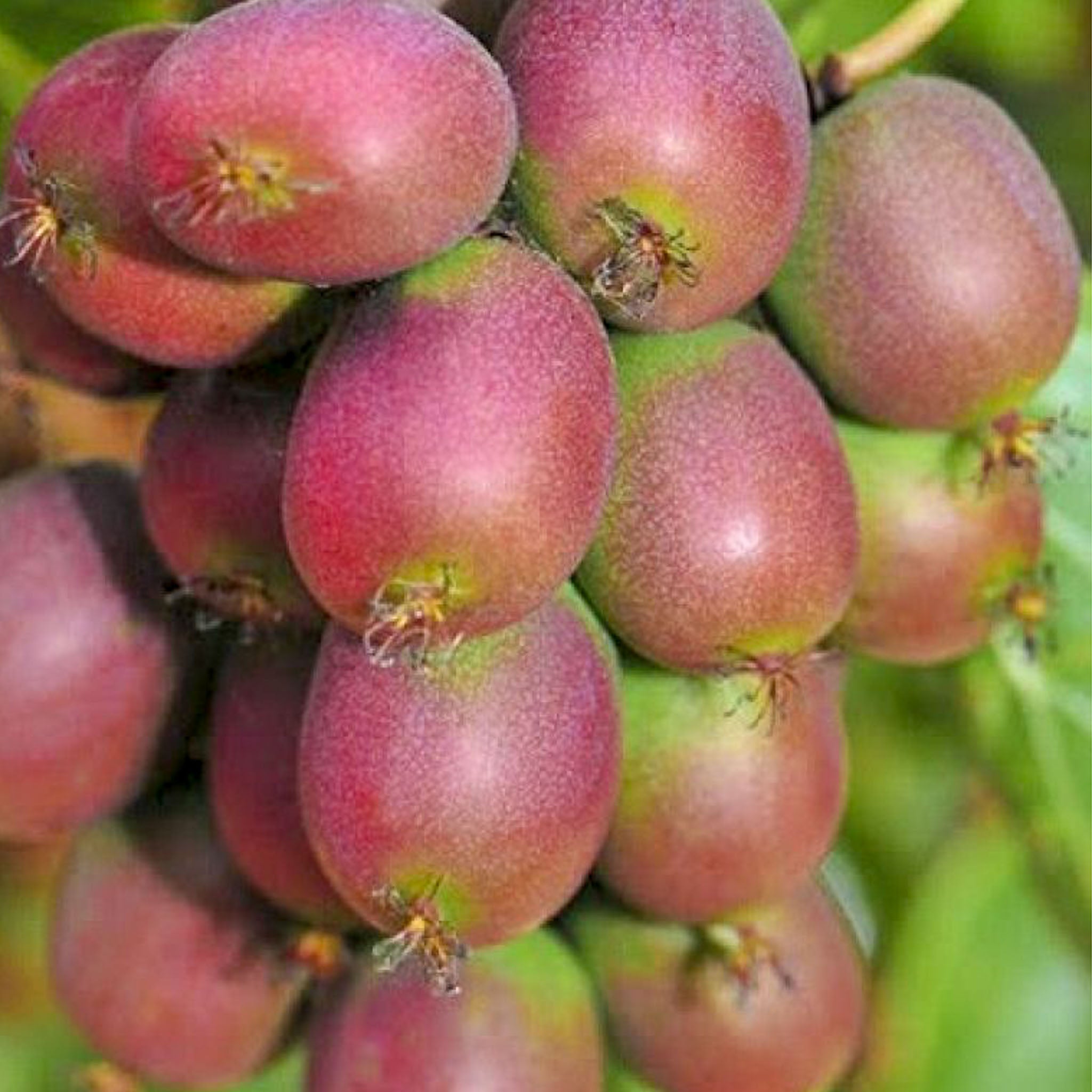 Kiwibeere 'Ananasnaya'