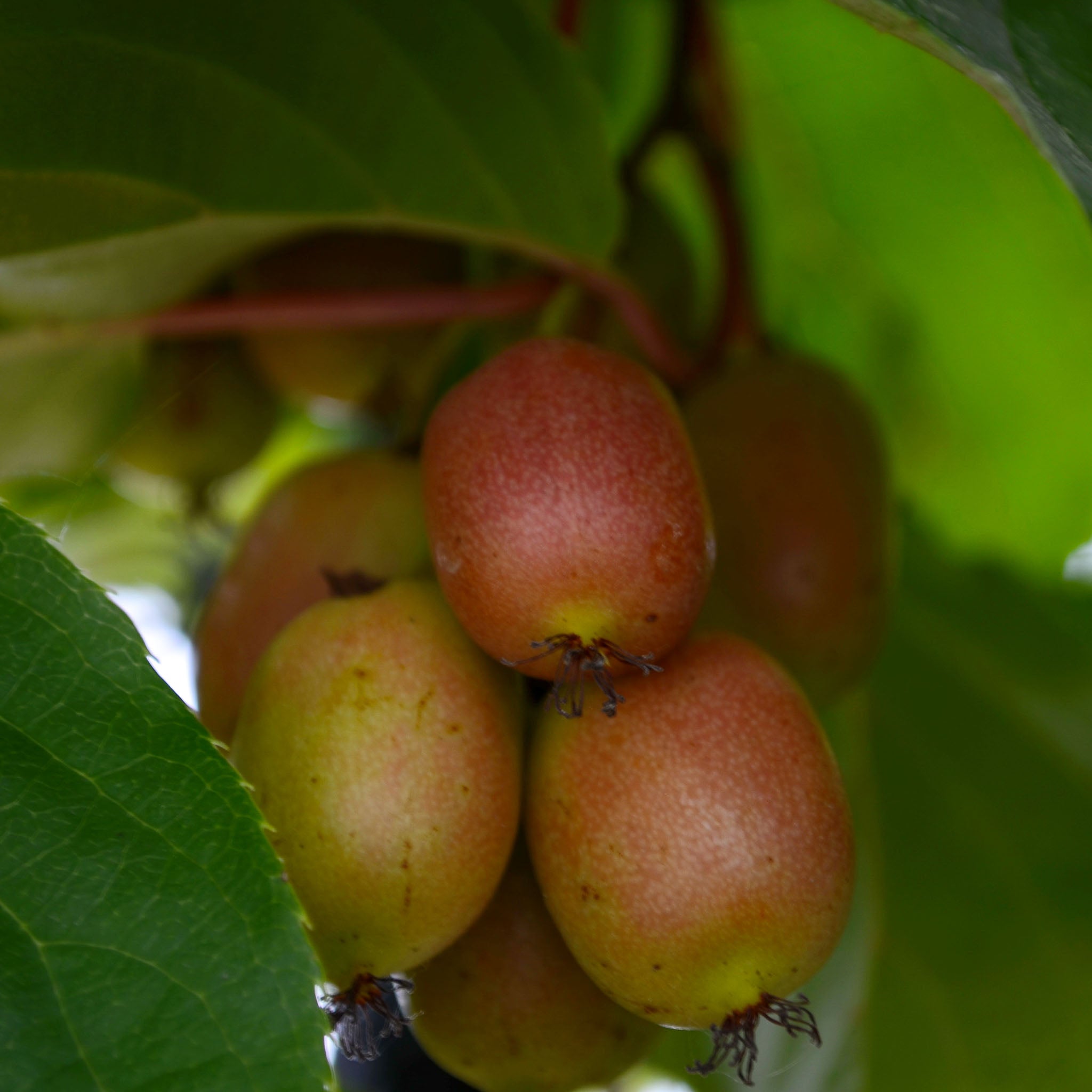 Kiwibeere 'Ananasnaya'