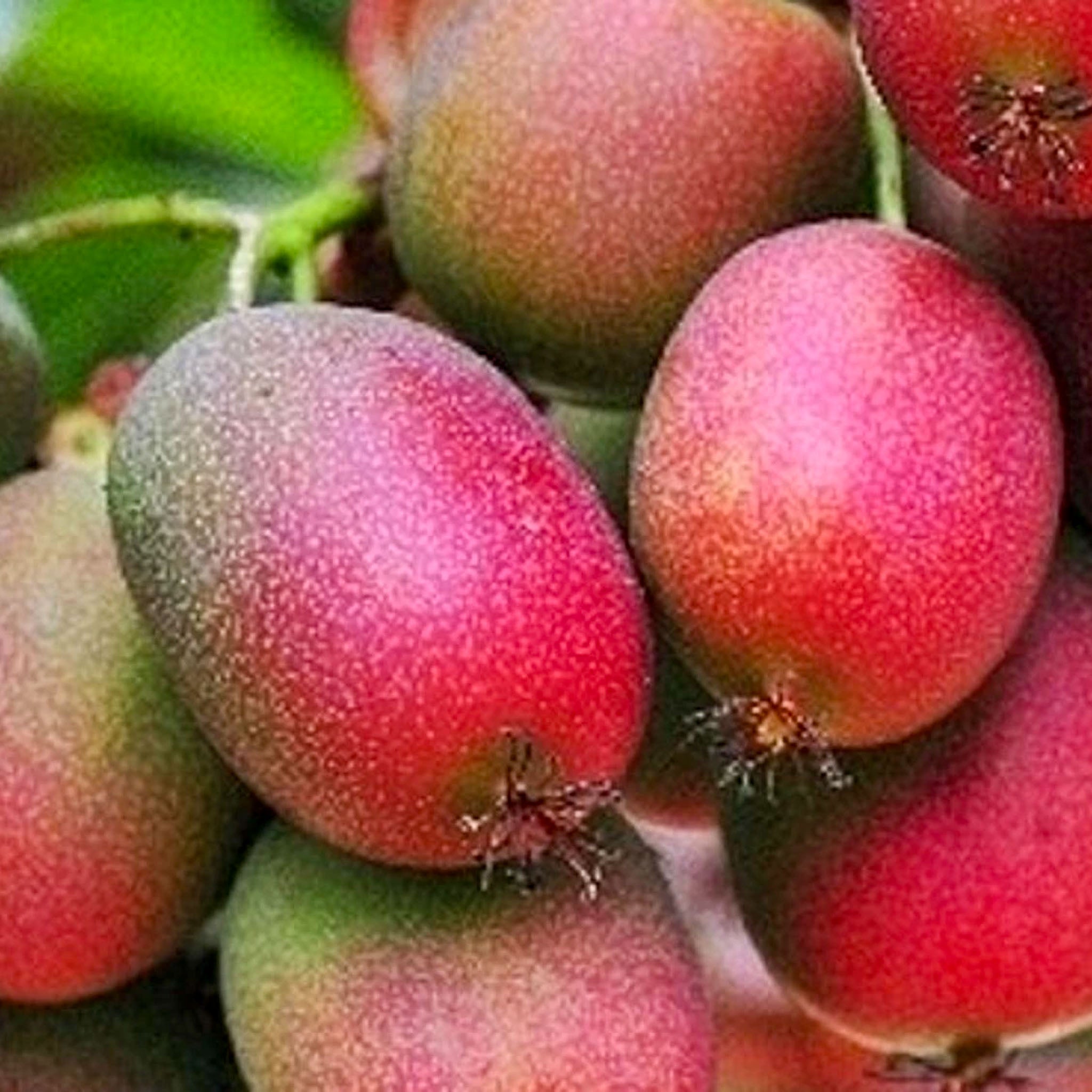 Kiwibeere 'Ananasnaya'