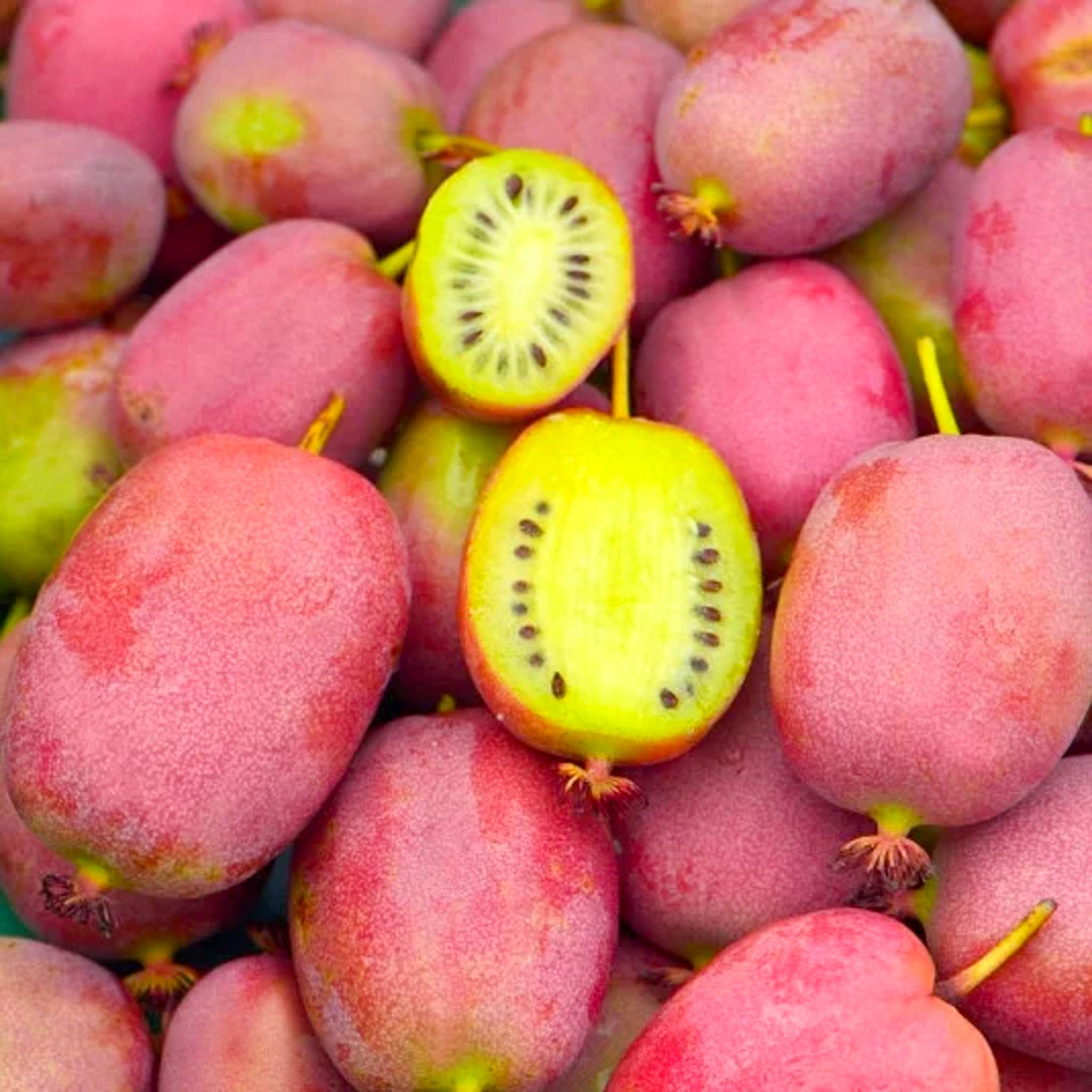Kiwibeere 'Bingo'