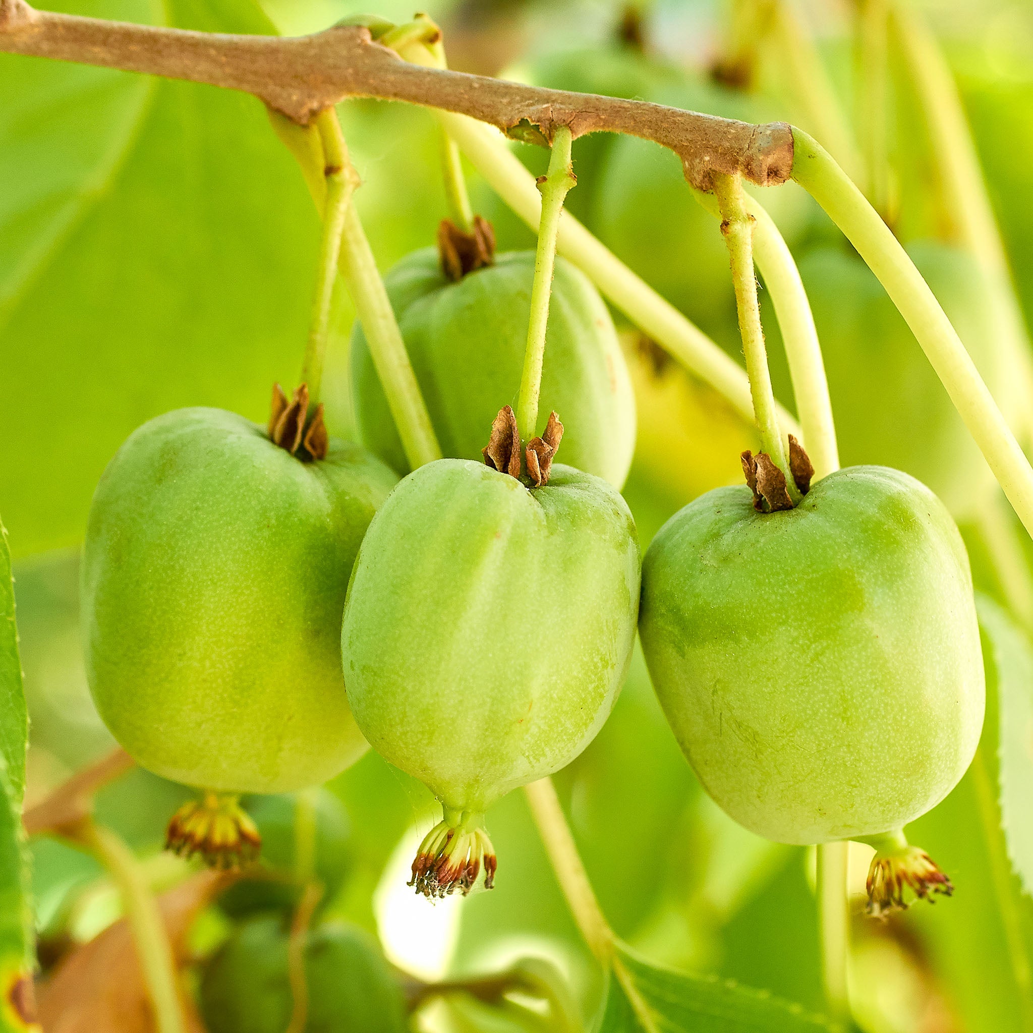 Kiwibeere 'Chang Bai Giant'
