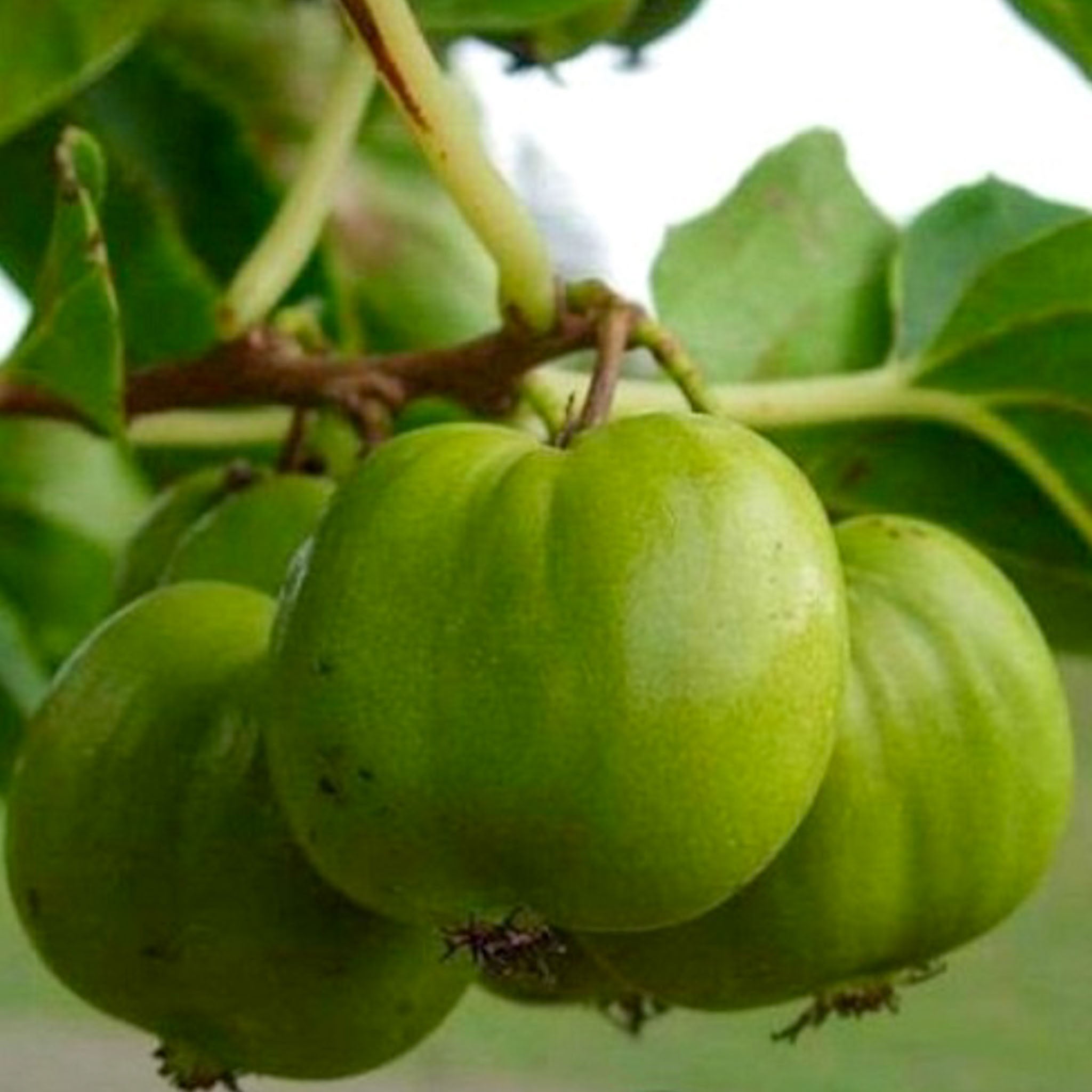 Kiwibeere 'Chang Bai Giant'