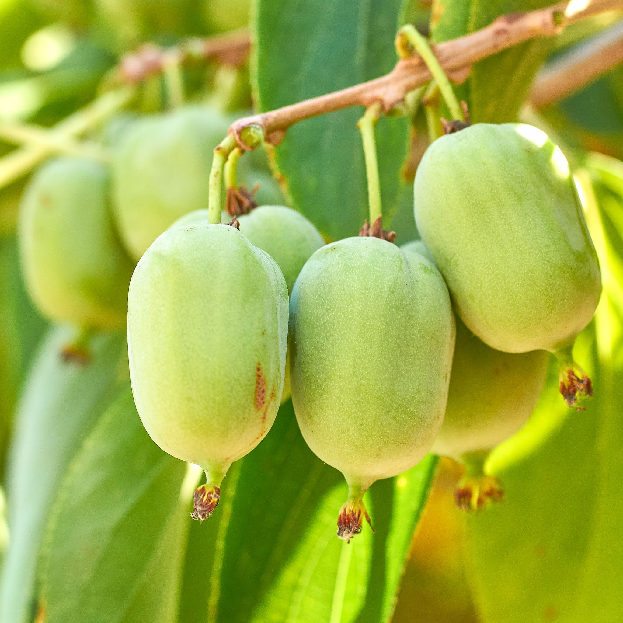 Kiwibeere 'Issai‘