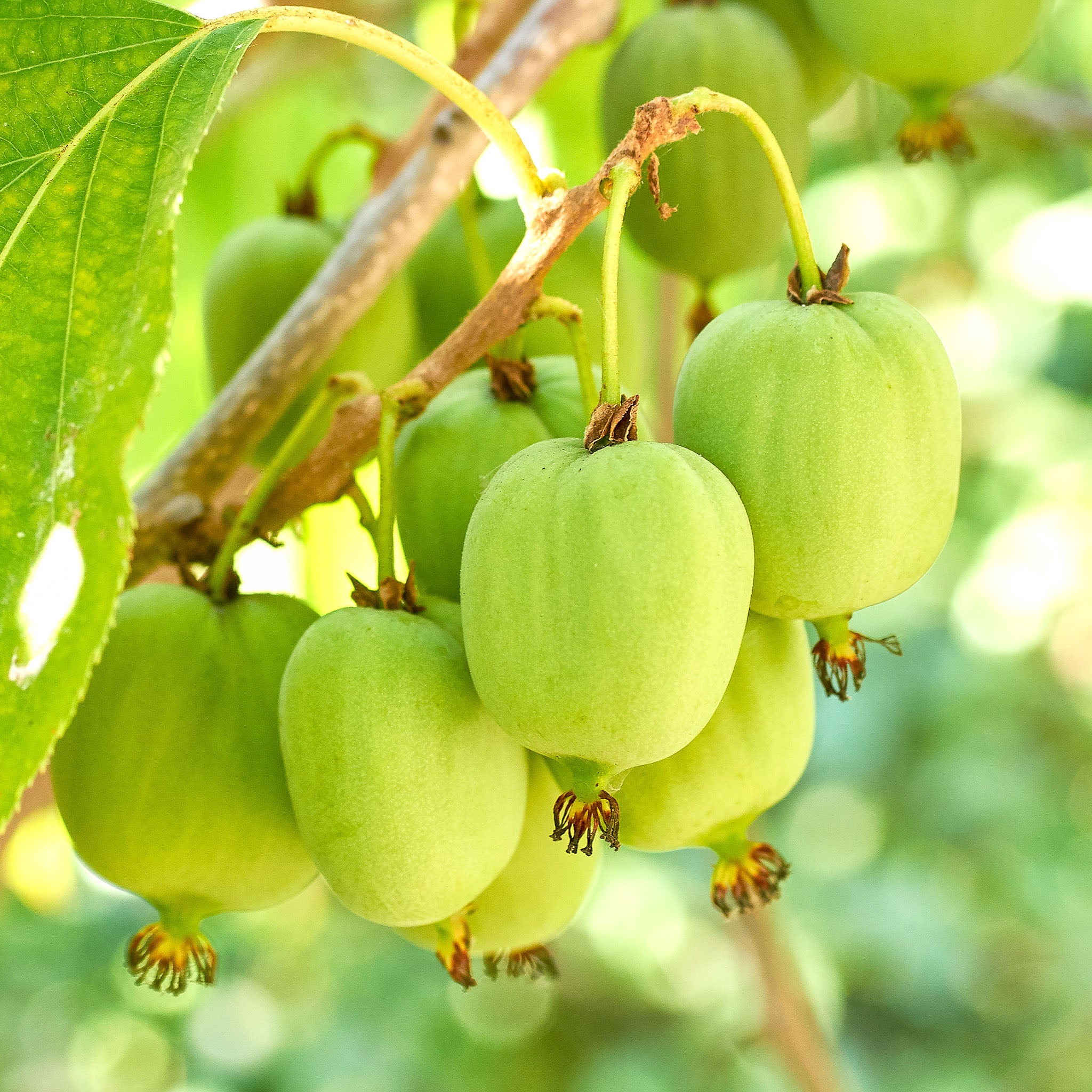 Kiwibeere 'Issai‘
