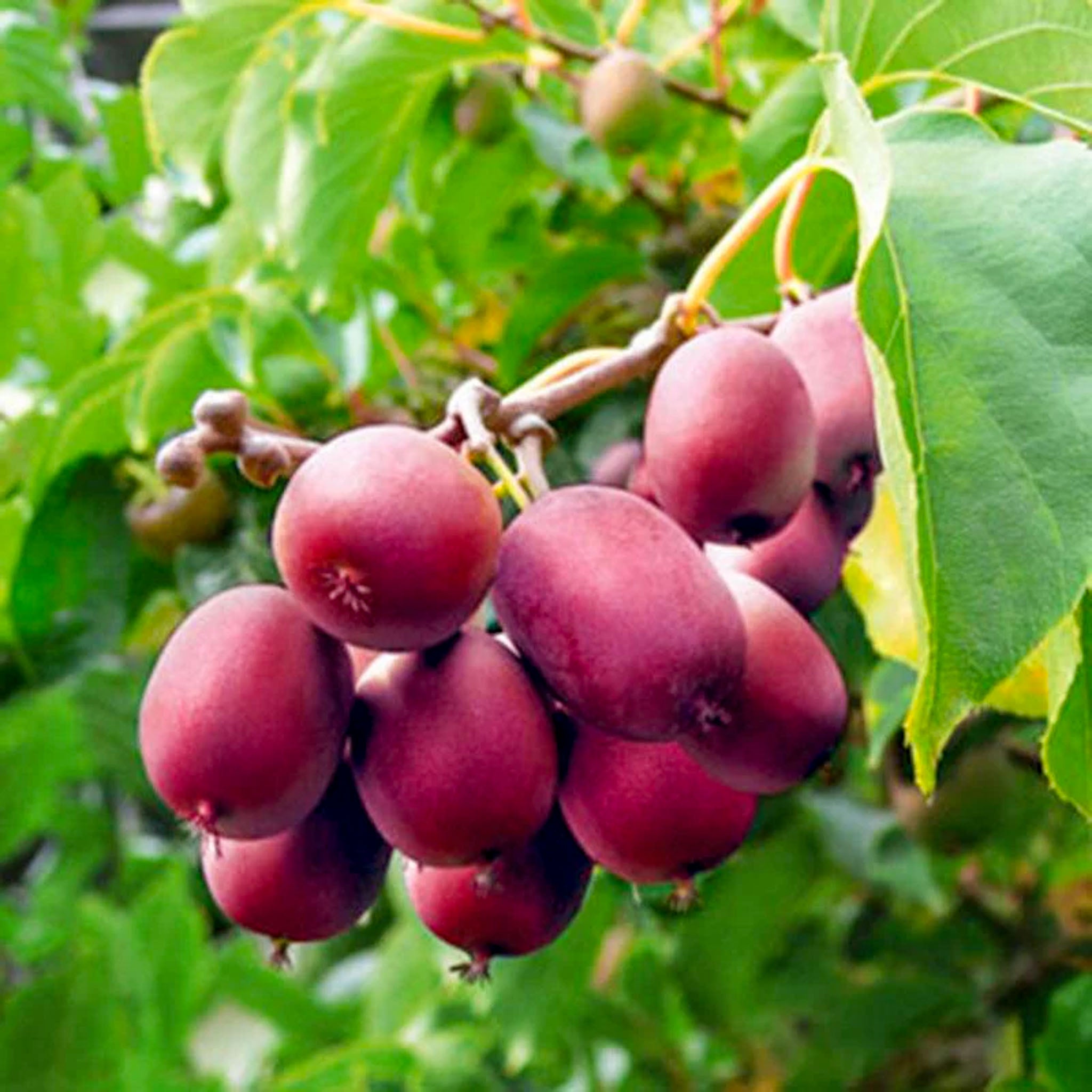 Kiwibeere 'Ken’s Red'