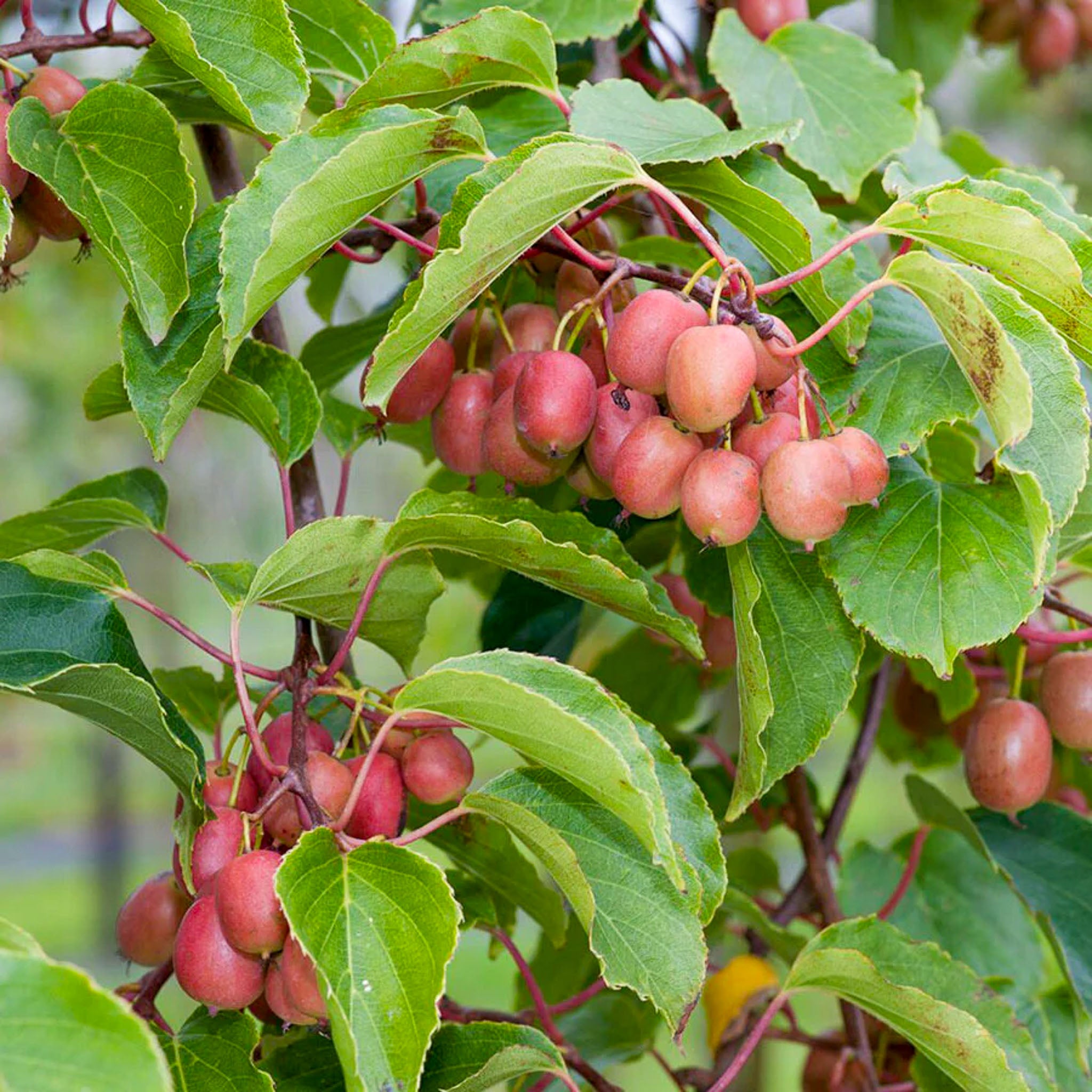 Kiwibeere 'Ken’s Red'