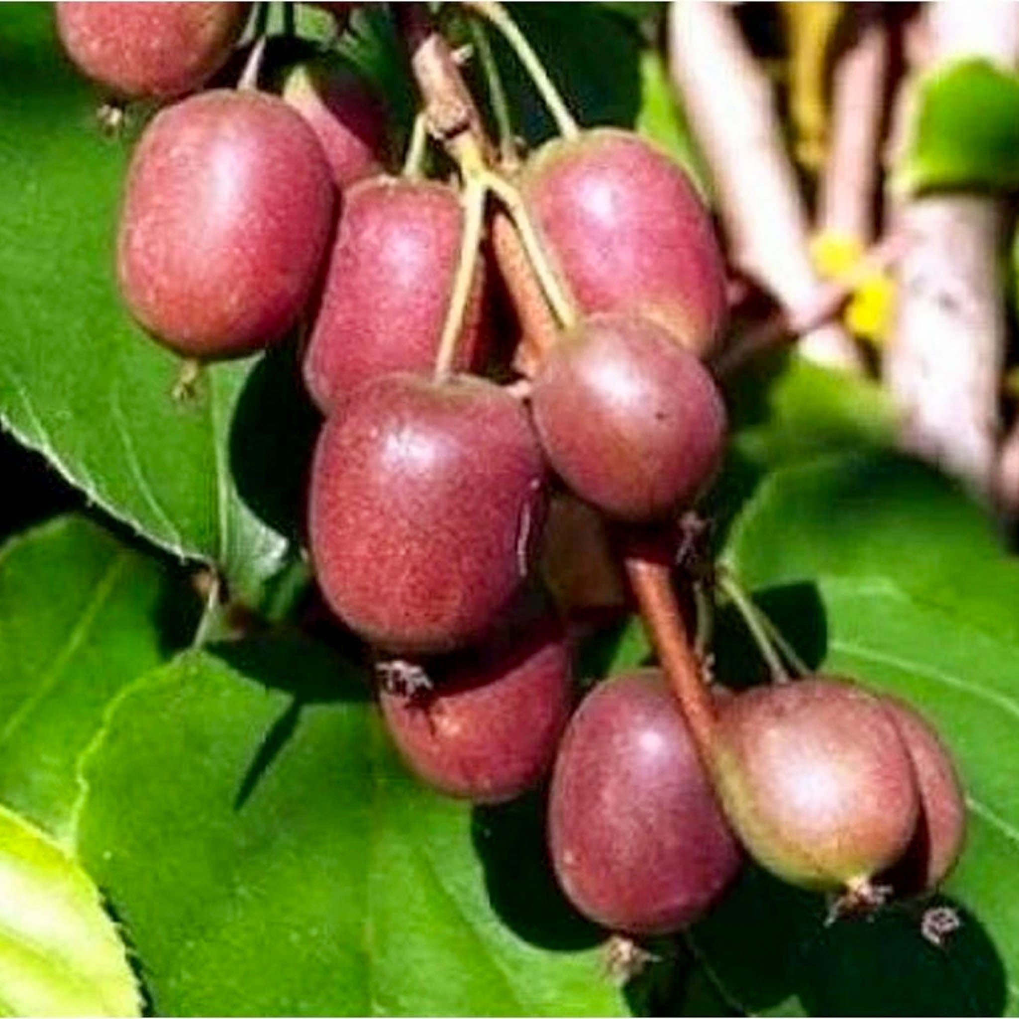 Kiwibeere 'Ken’s Red'
