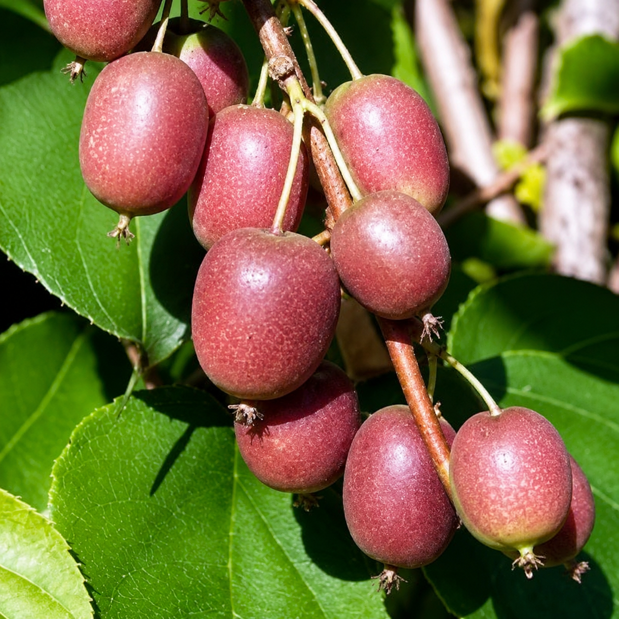 Kiwibeere 'Ken’s Red'