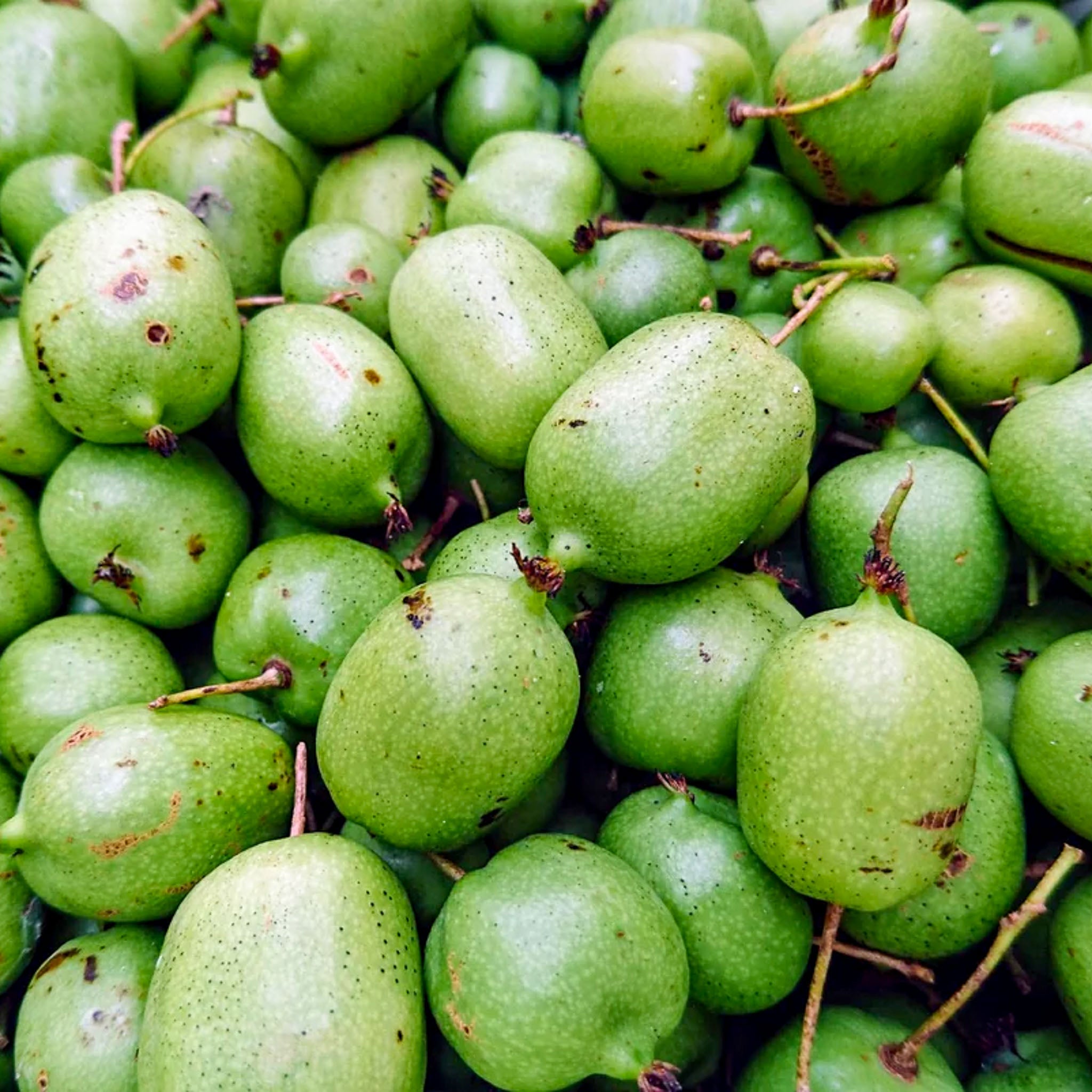 Kiwibeere 'Kokuwa'