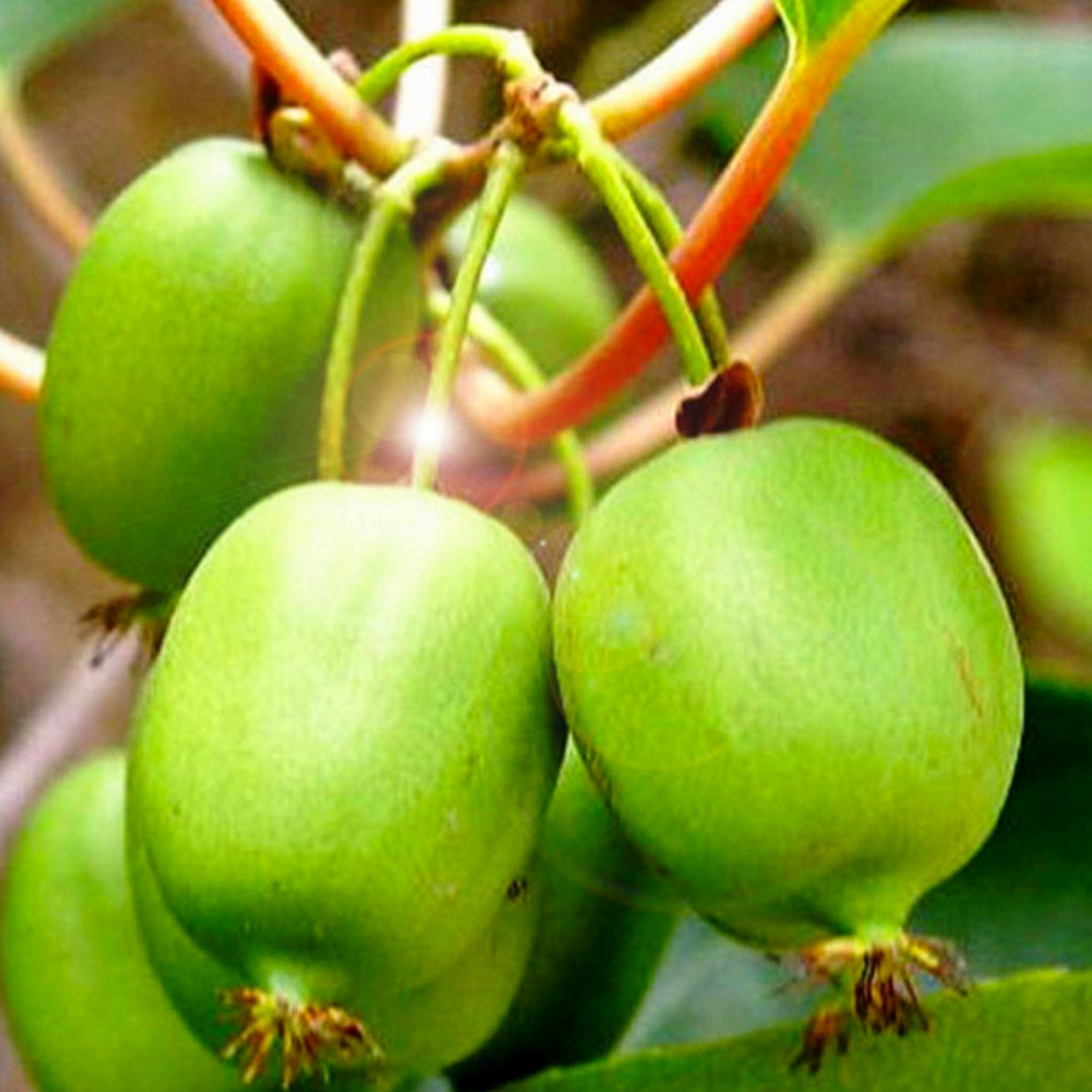 Kiwibeere 'Kokuwa'