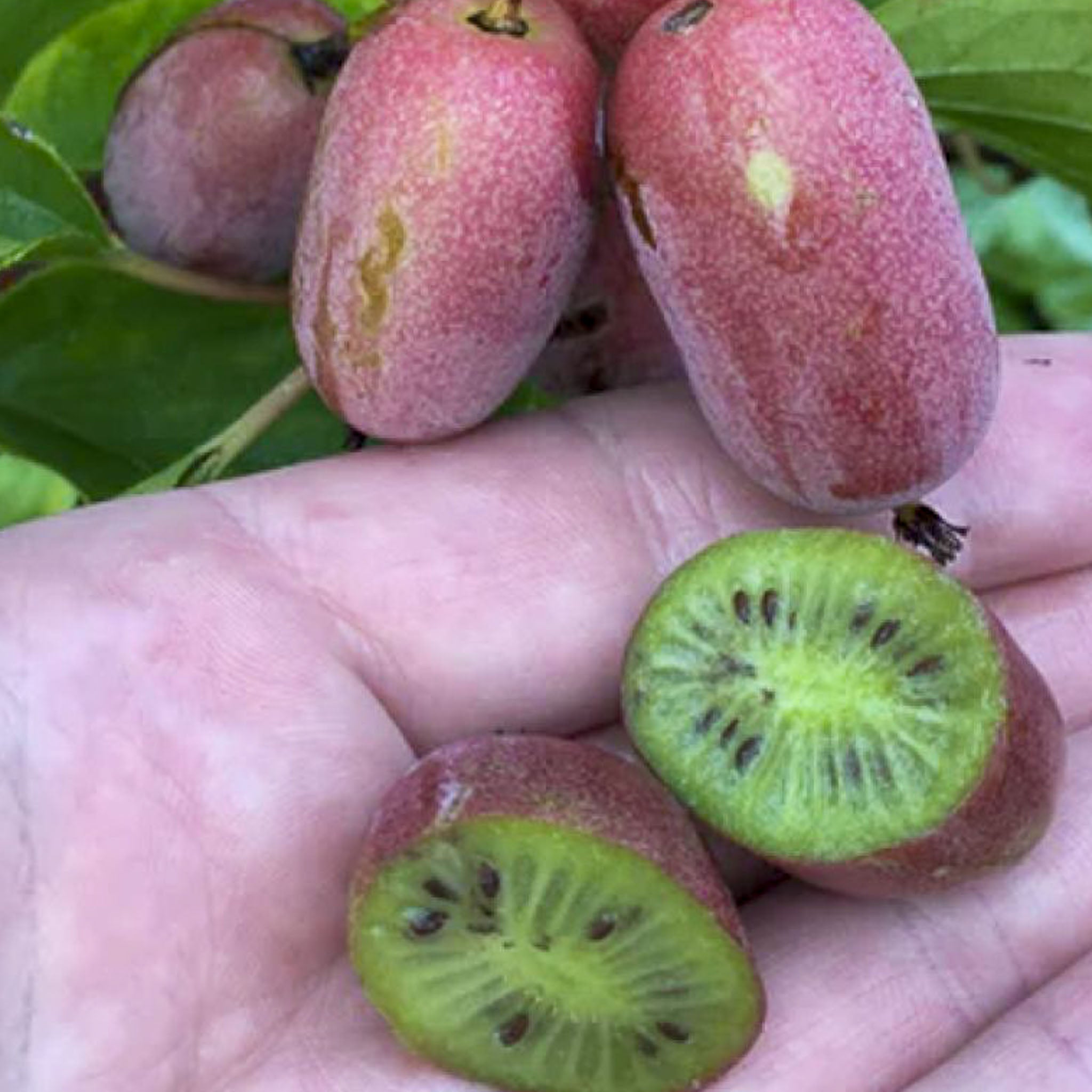 Kiwibeere 'Pink Jumbo'