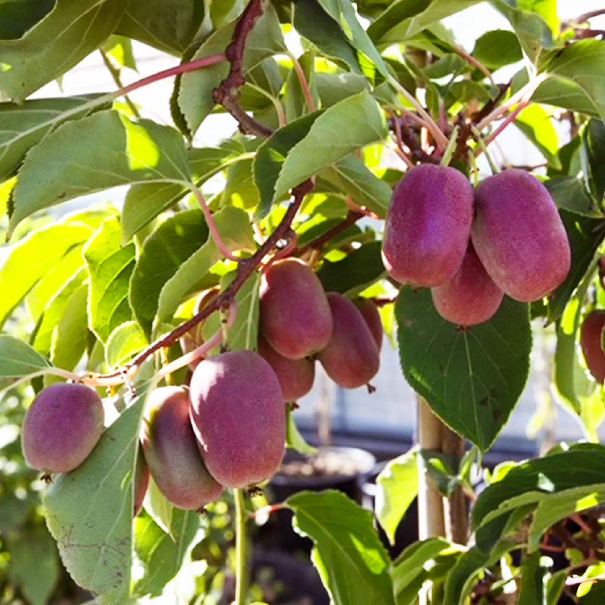 Kiwibeere 'Pink Jumbo'