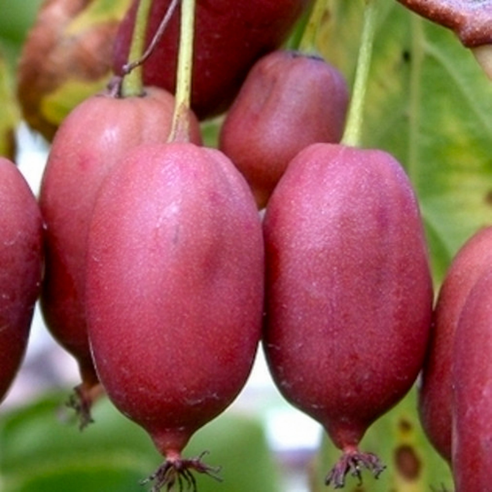 Kiwibeere 'Purpurna Sadowa‘