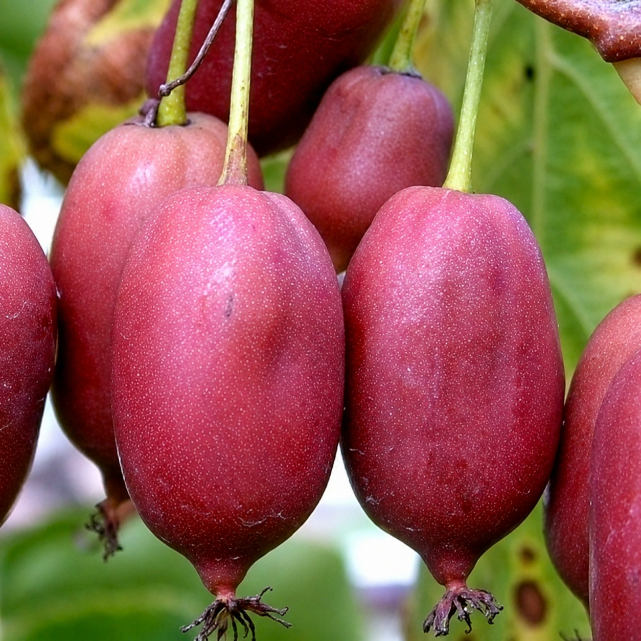 Kiwibeere 'Purpurna Sadowa'