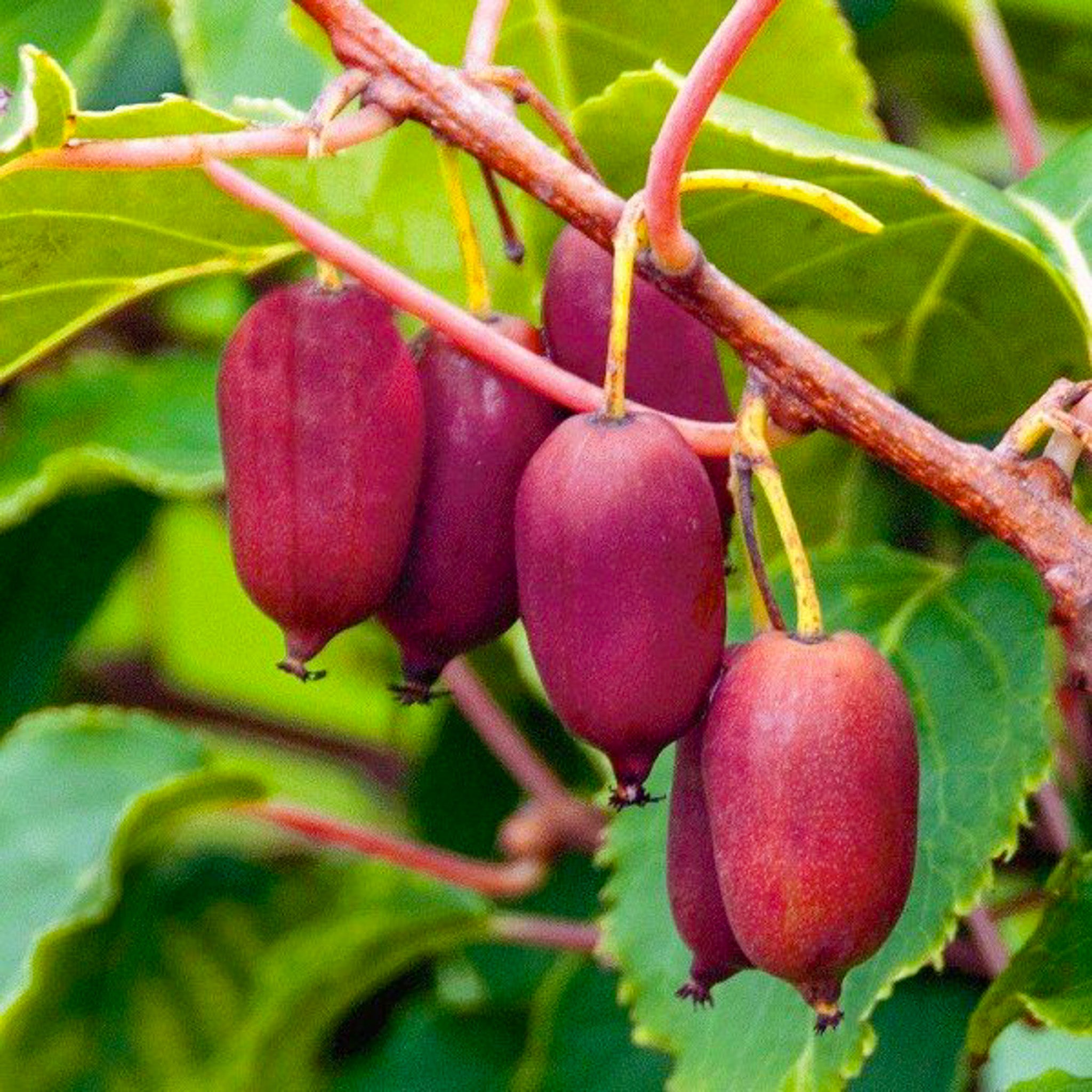 Kiwibeere 'Purpurna Sadowa‘