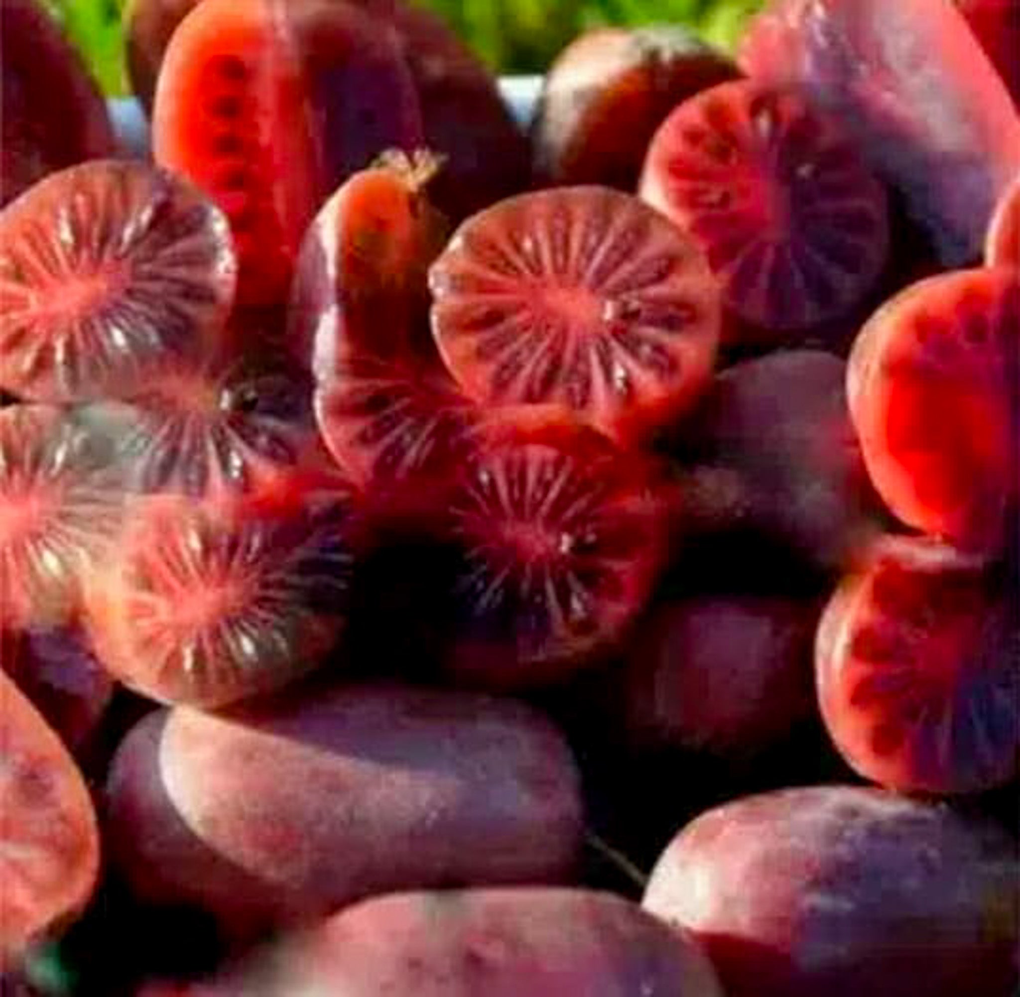 Kiwibeere 'Purpurna Sadowa‘