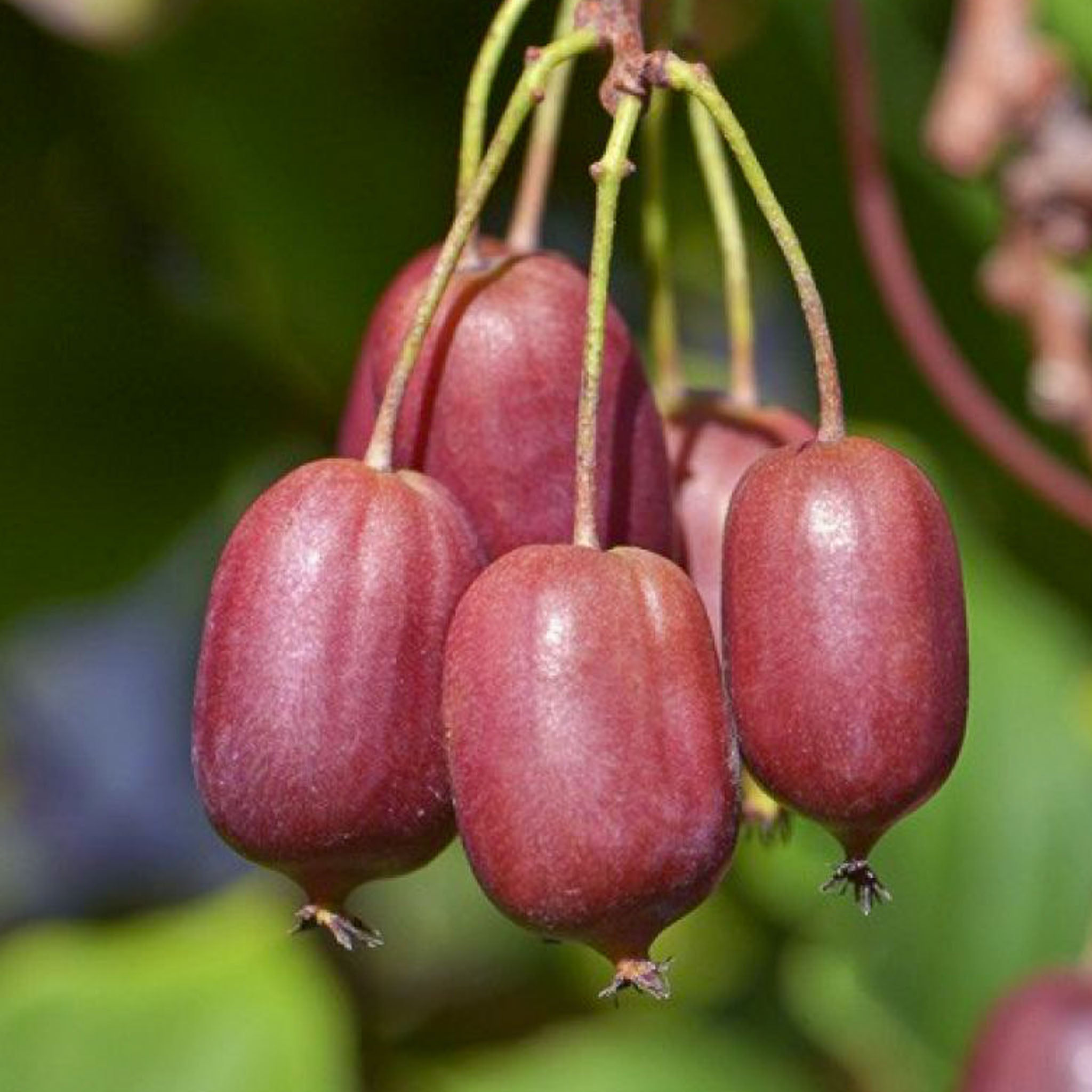 Kiwibeere 'Red Jumbo'