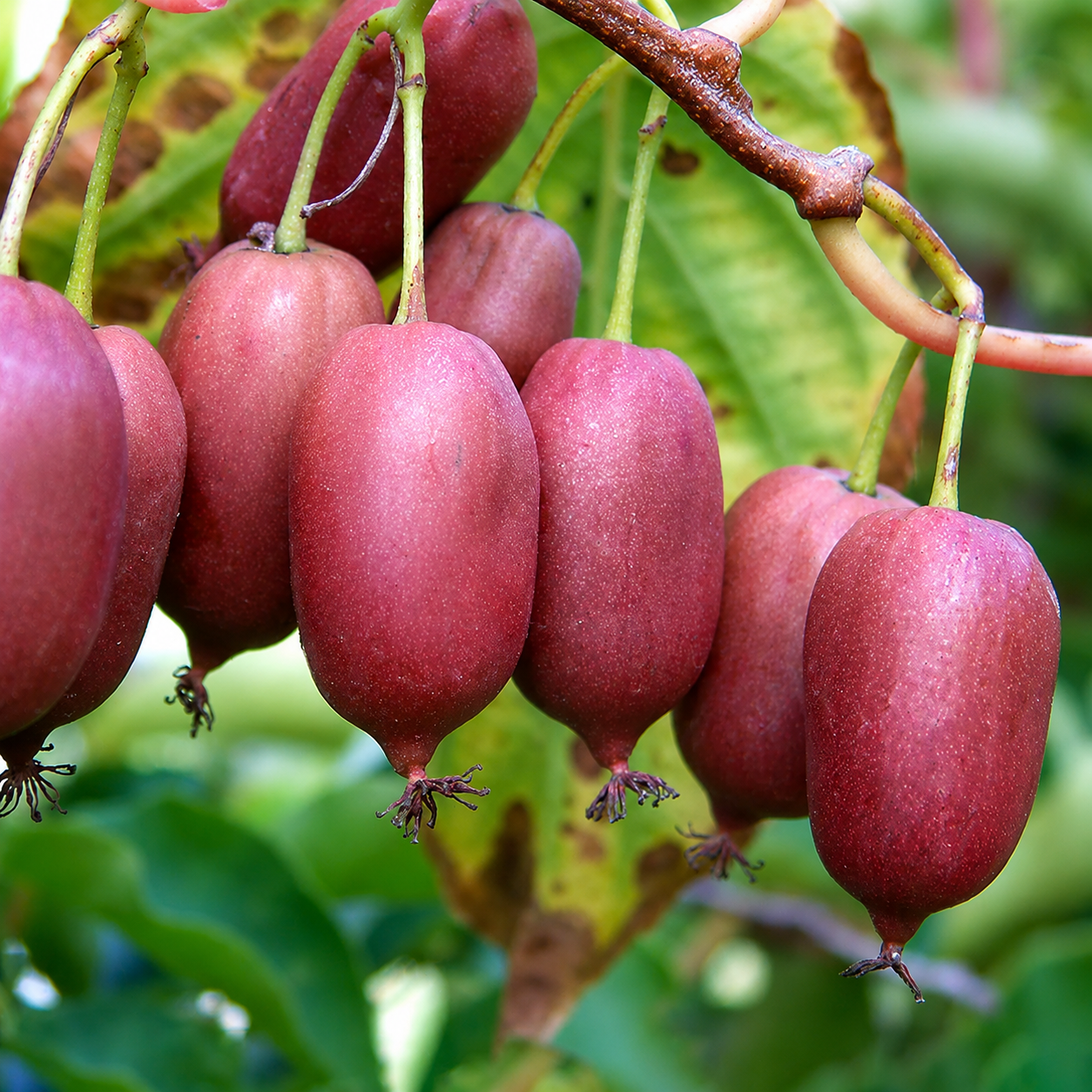Kiwibeere 'Red Jumbo'