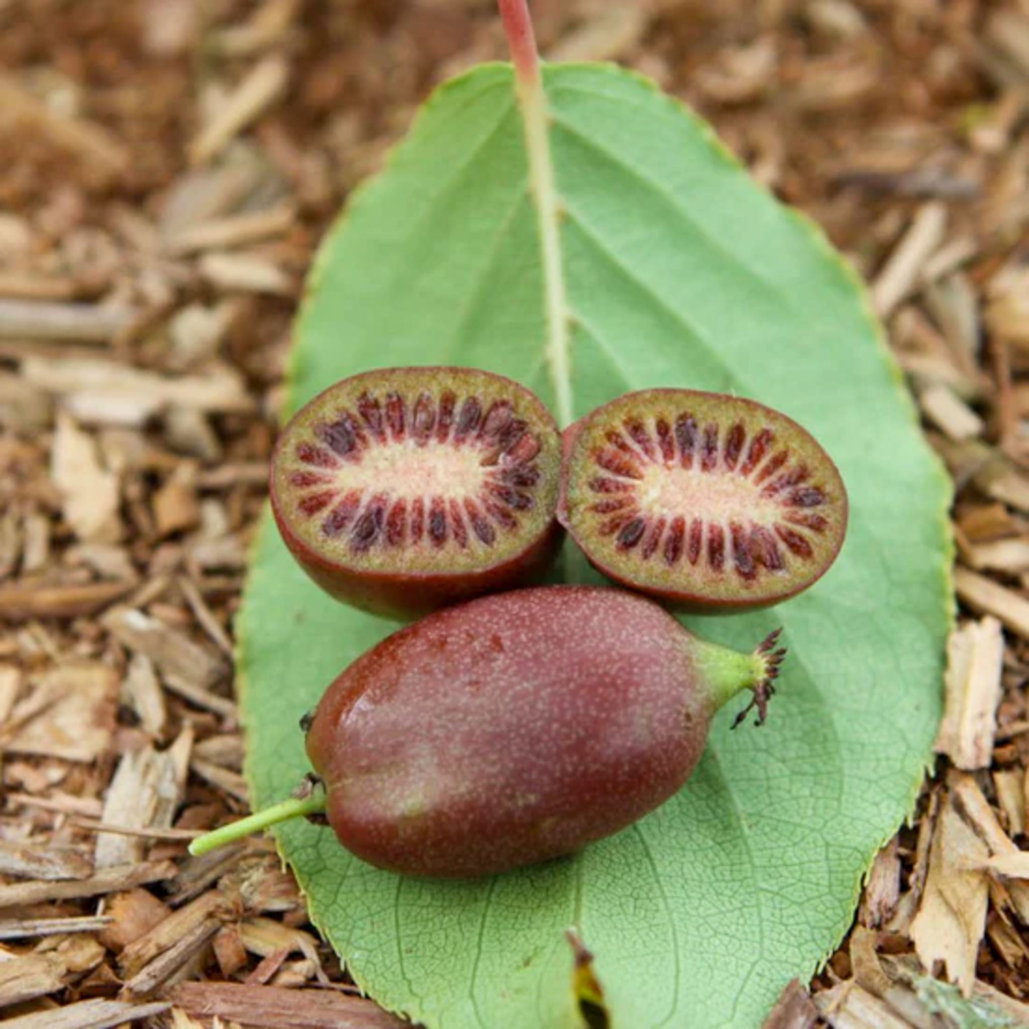 Kiwibeere 'Red Jumbo'