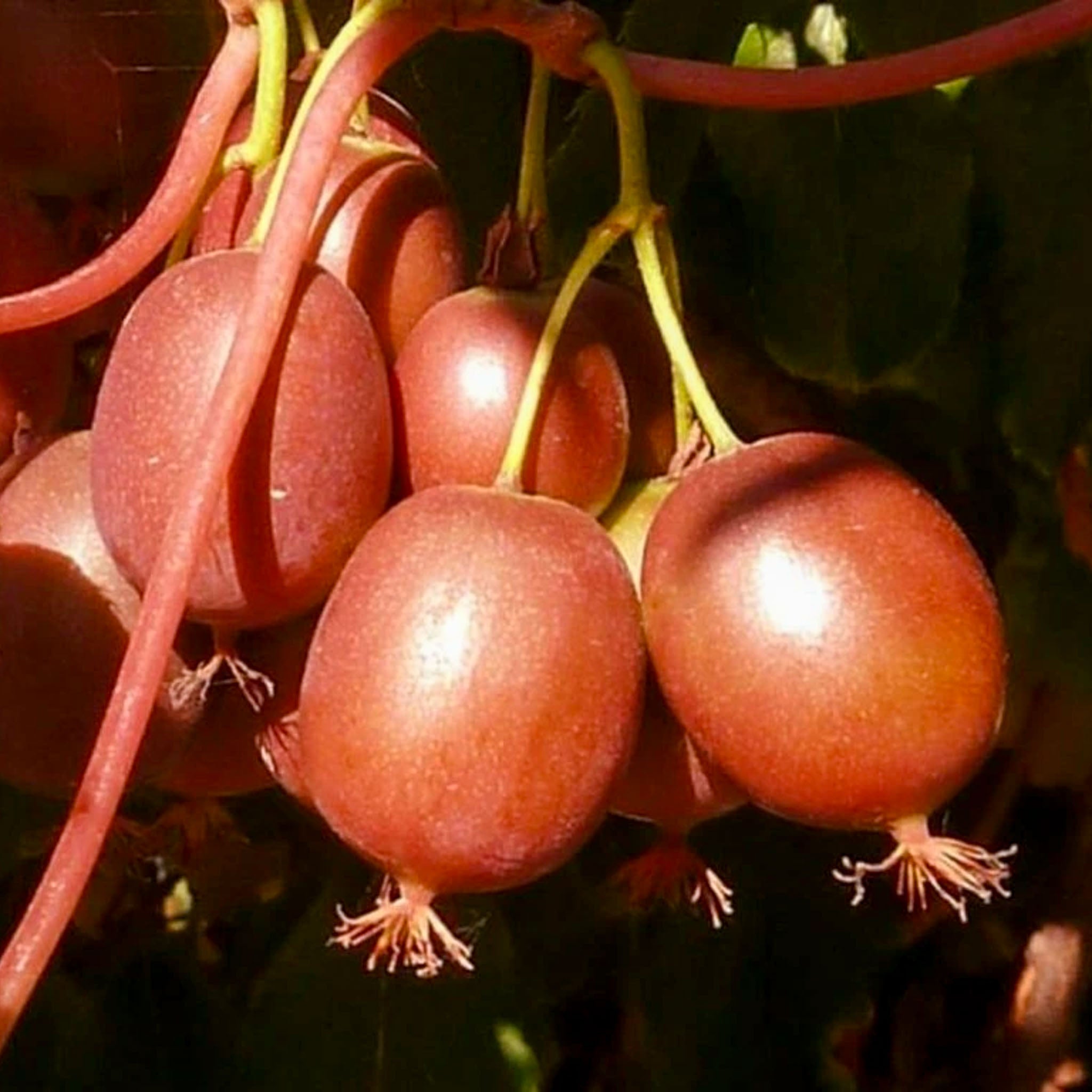 Kiwibeere 'Red Jumbo'