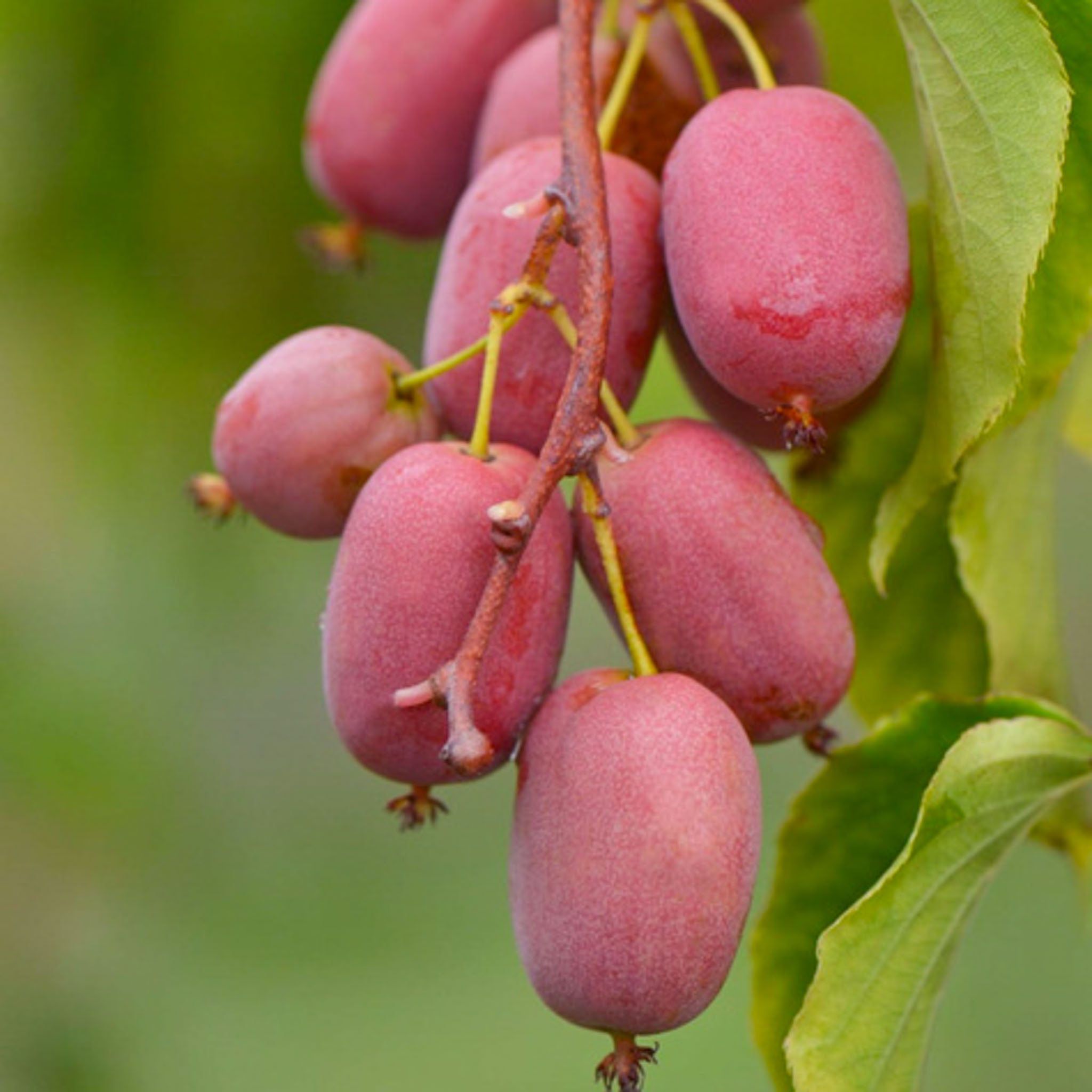 Kiwibeere 'Scarlet September'