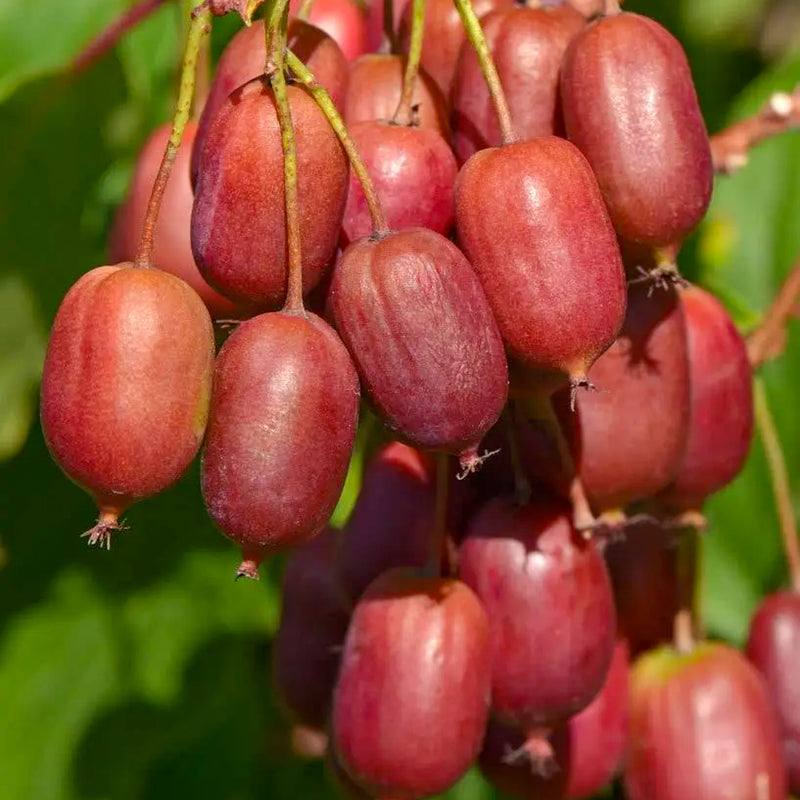Rote Sorte
