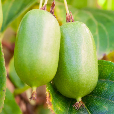 Kiwibeere 'Super Jumbo'