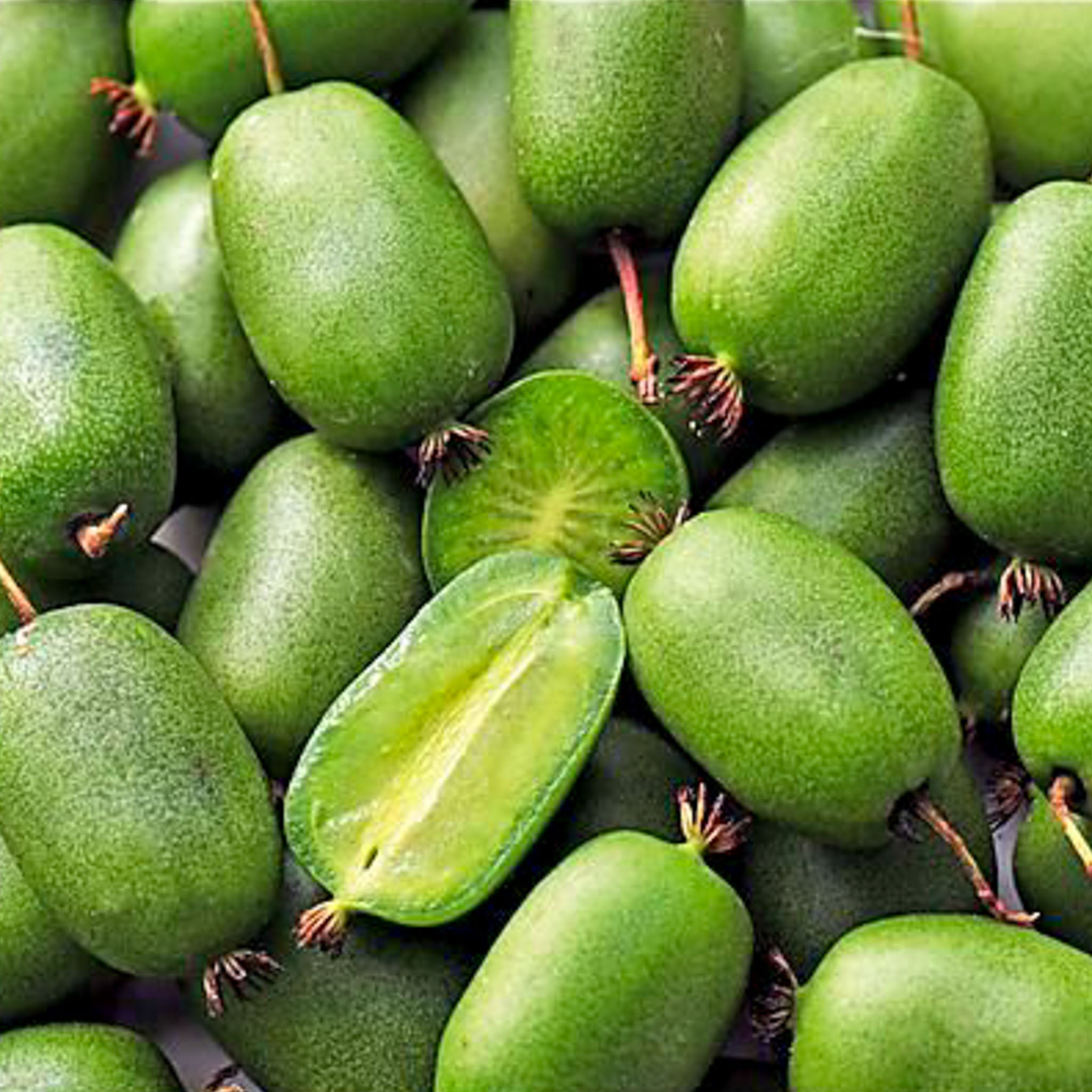Kiwibeere ‚Vitikiwi®‘