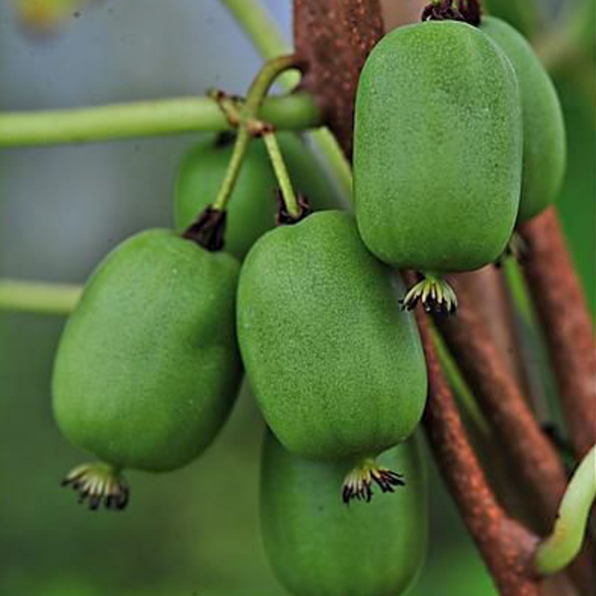 Kiwibeere ‚Vitikiwi®‘