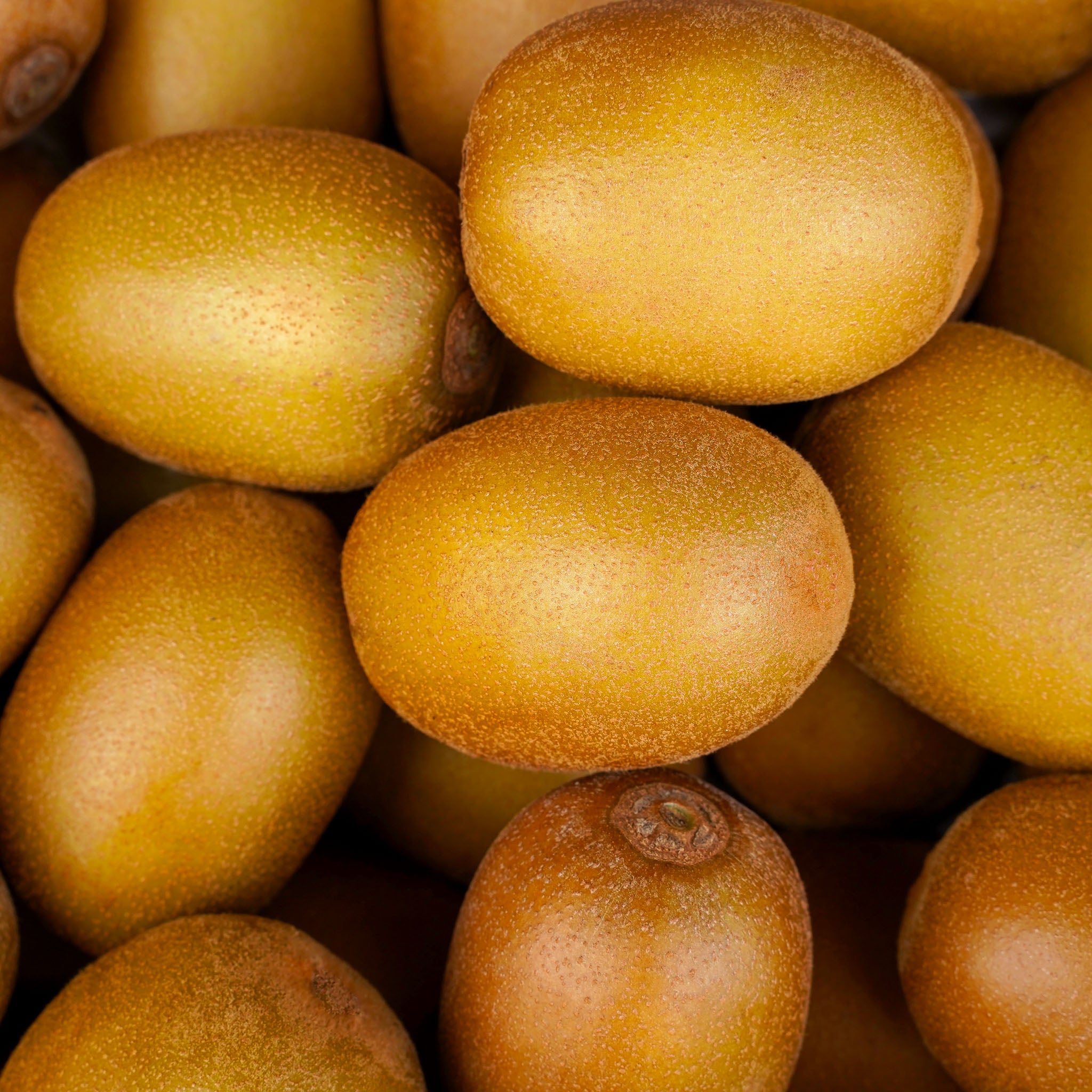 Echte Kiwi 'Golden Kiwi'