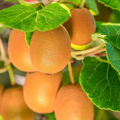 Kiwi 'Hayward'
