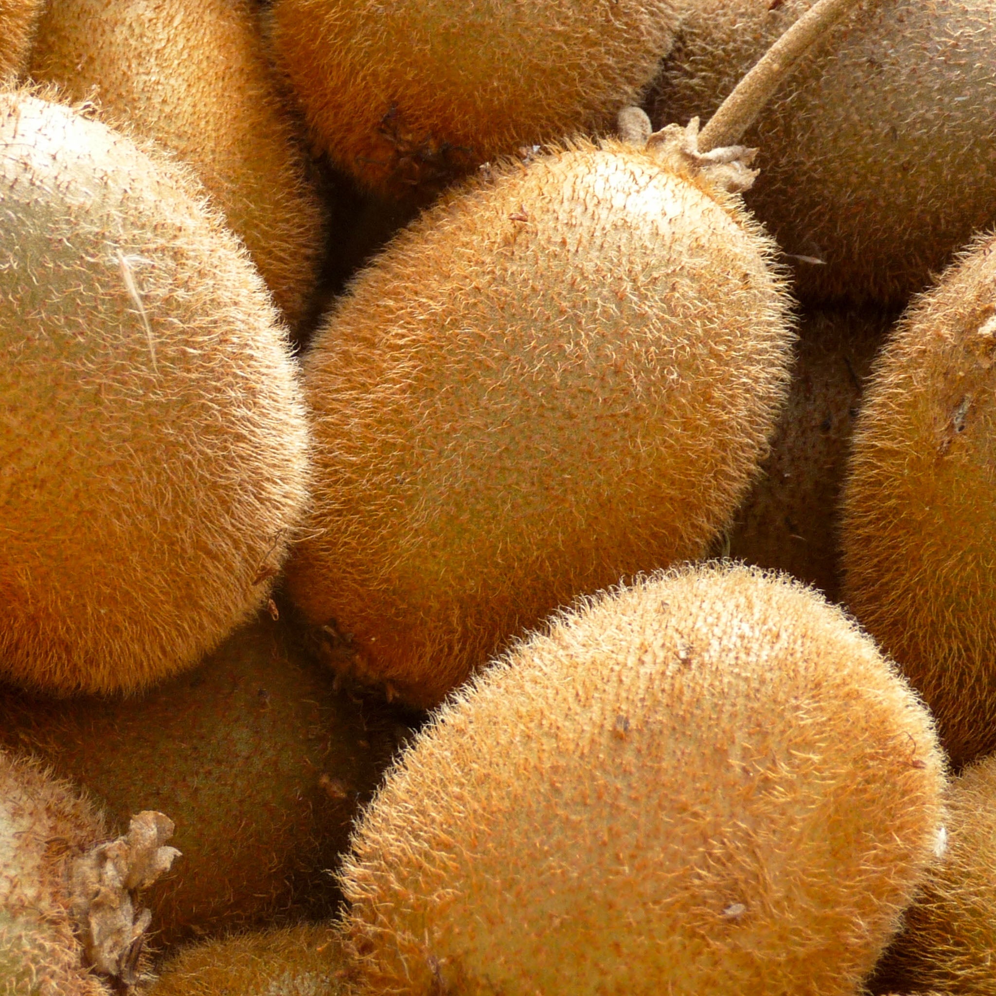 Echte Kiwi 'Hayward'