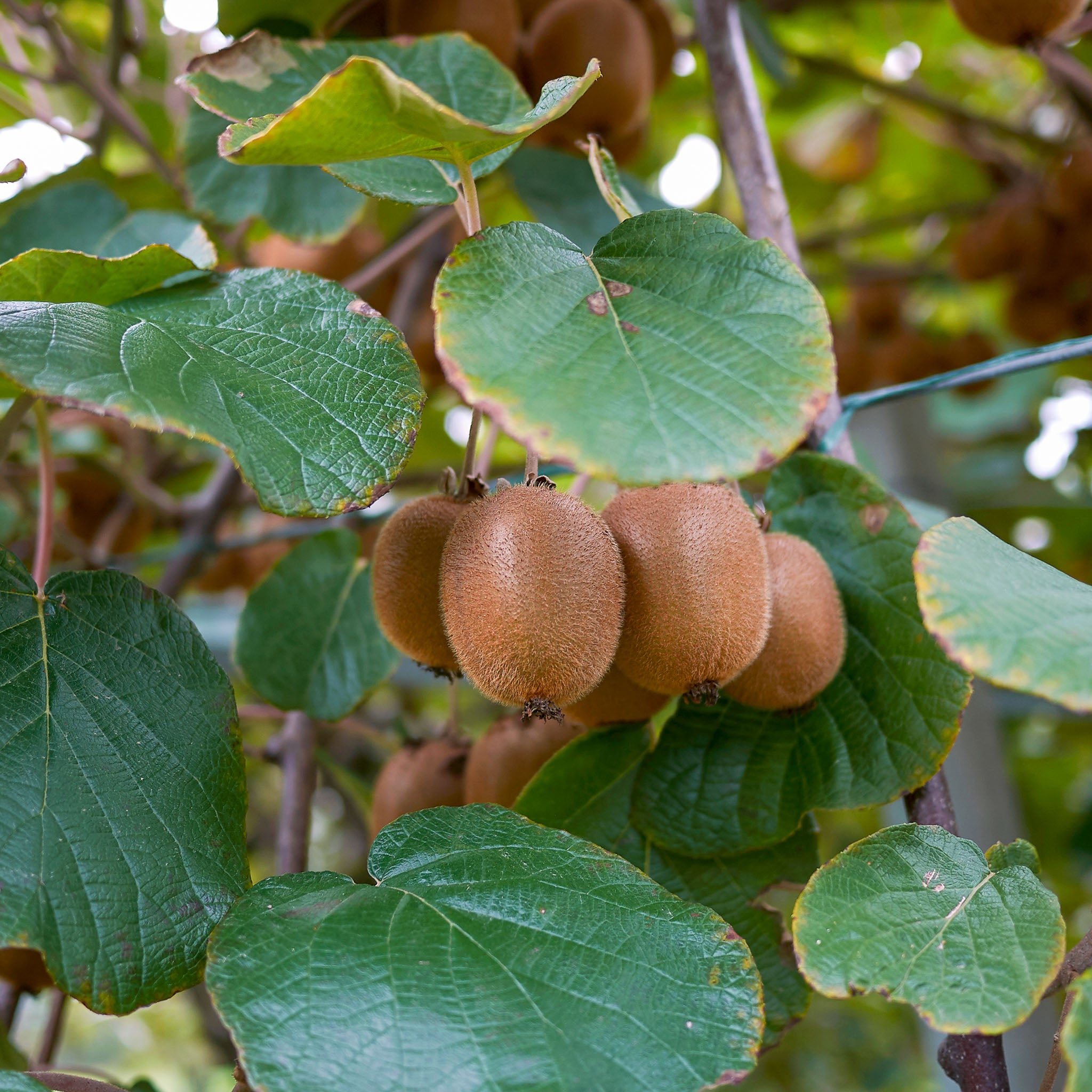 Echte Kiwi 'Hayward'