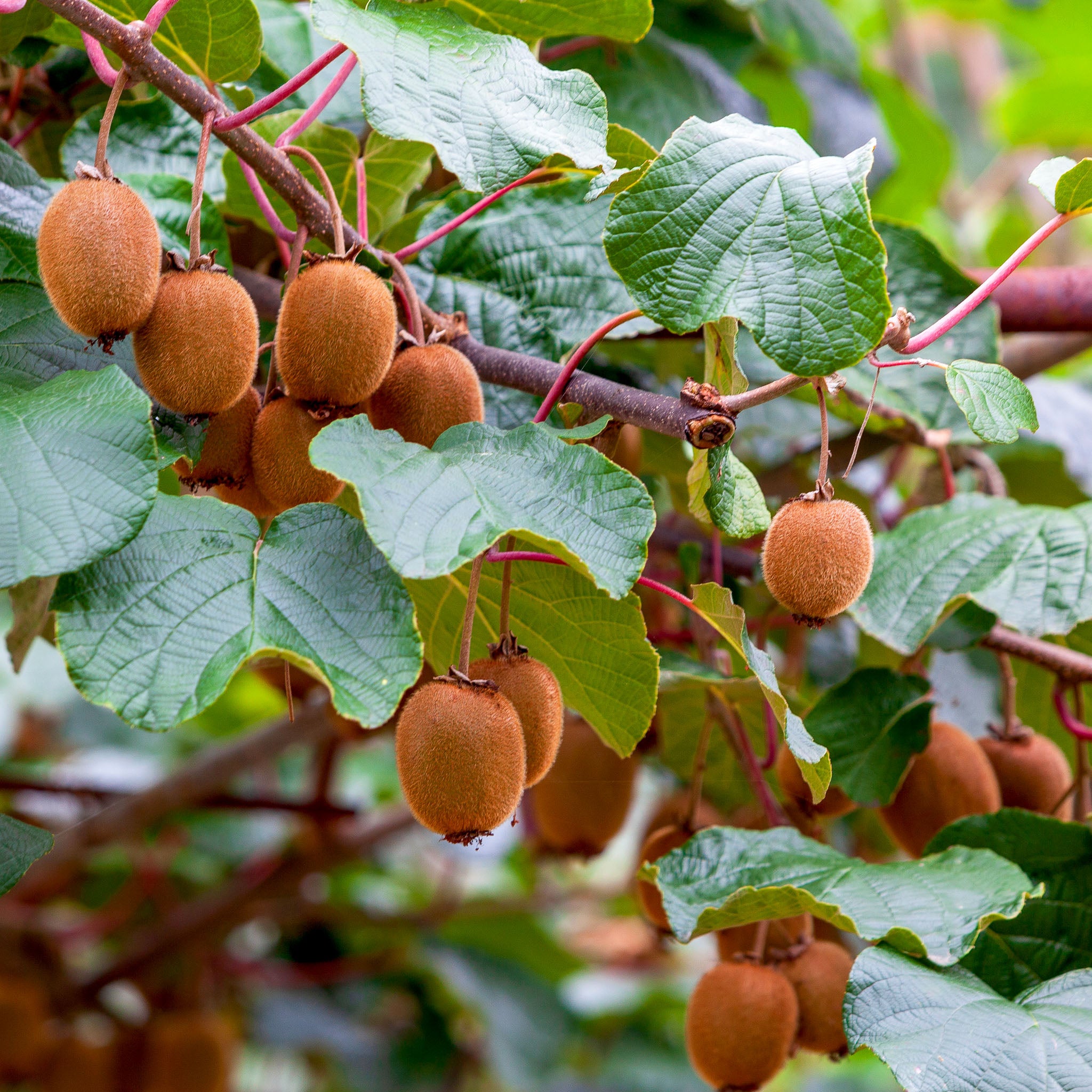 Selbstfruchtbare Kiwi 'Jenny'