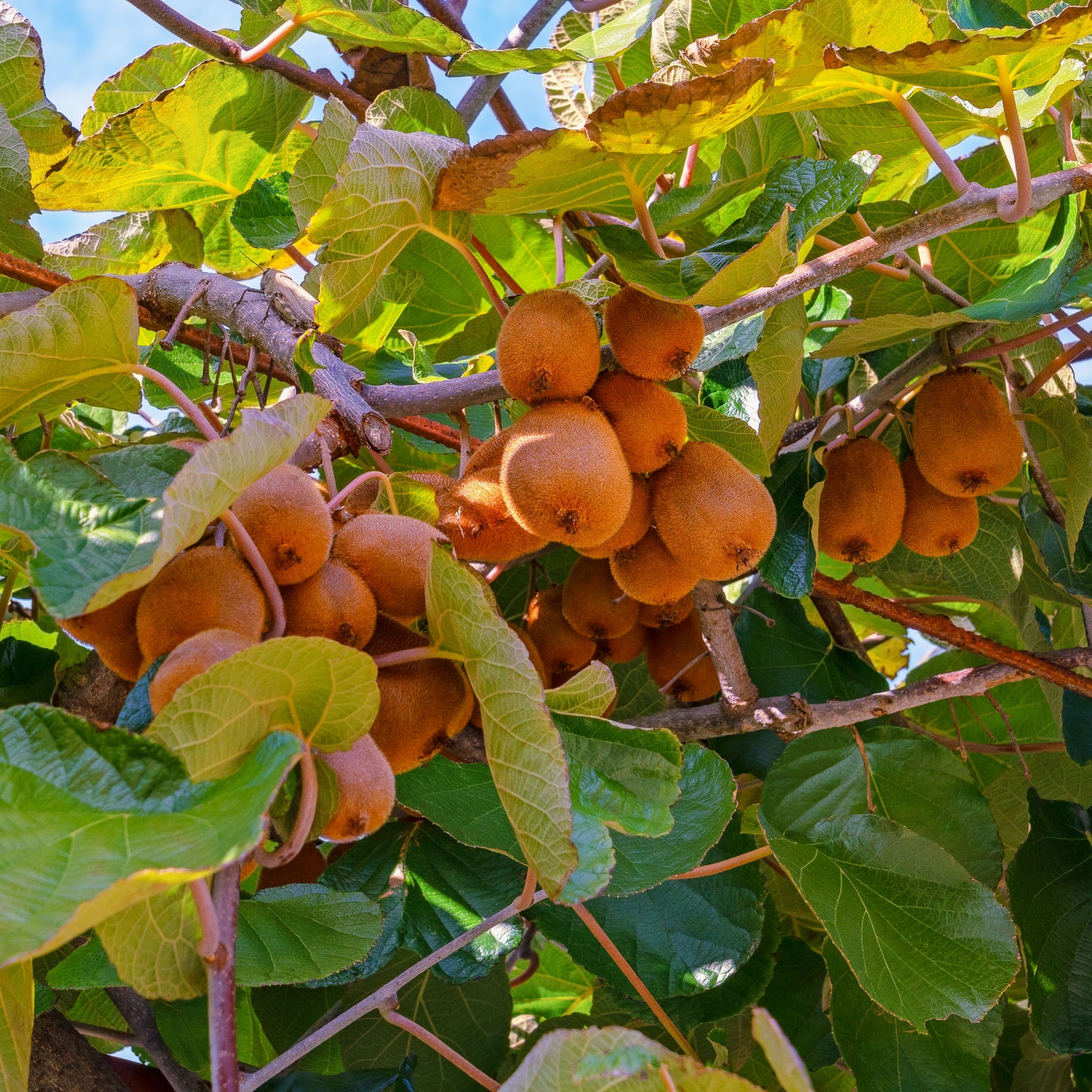 Selbstfruchtbare Kiwi 'Jenny'