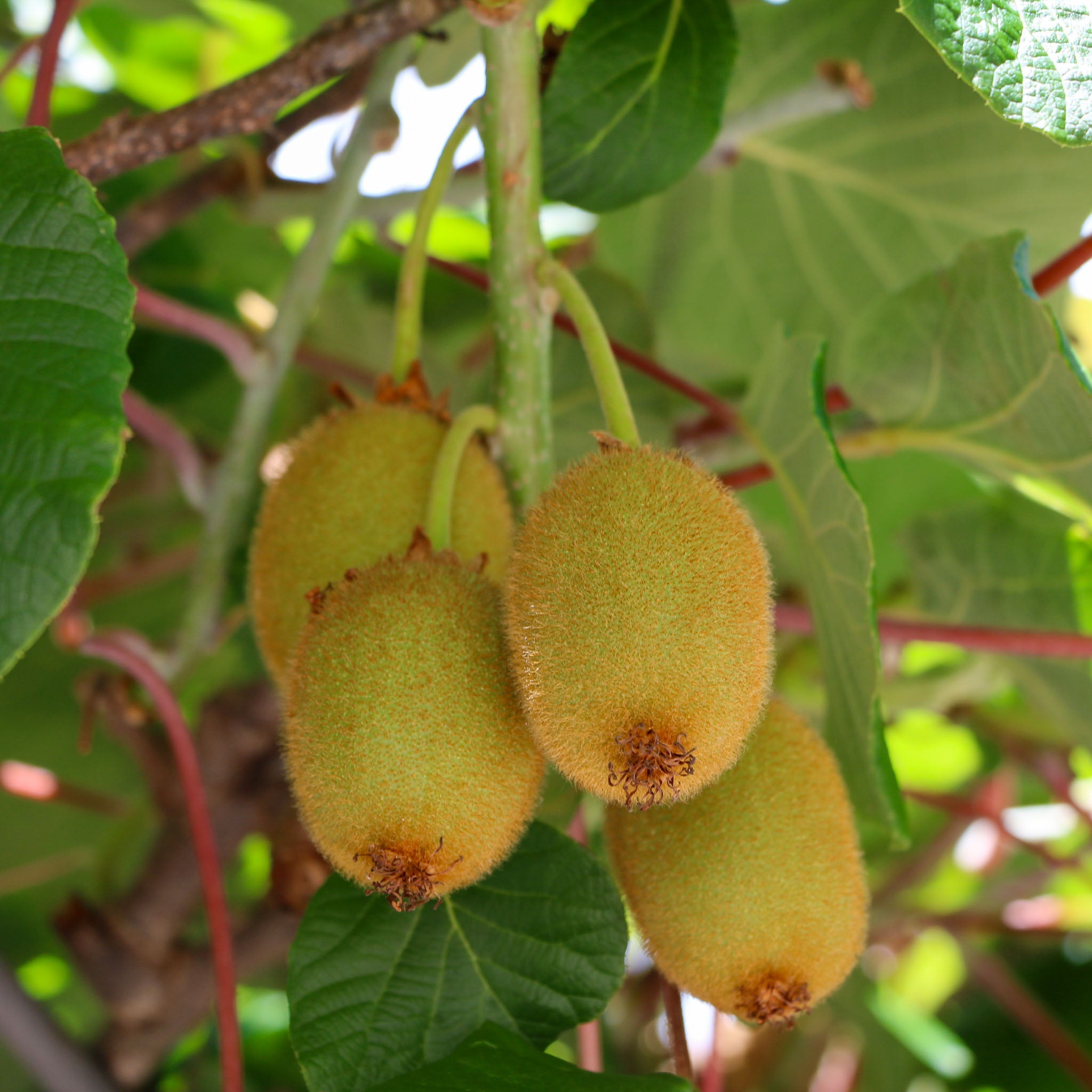 Selbstfruchtbare Kiwi 'Jenny'