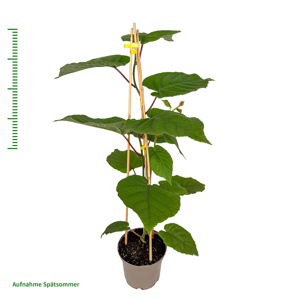 Kiwi 'Golden Kiwi'
