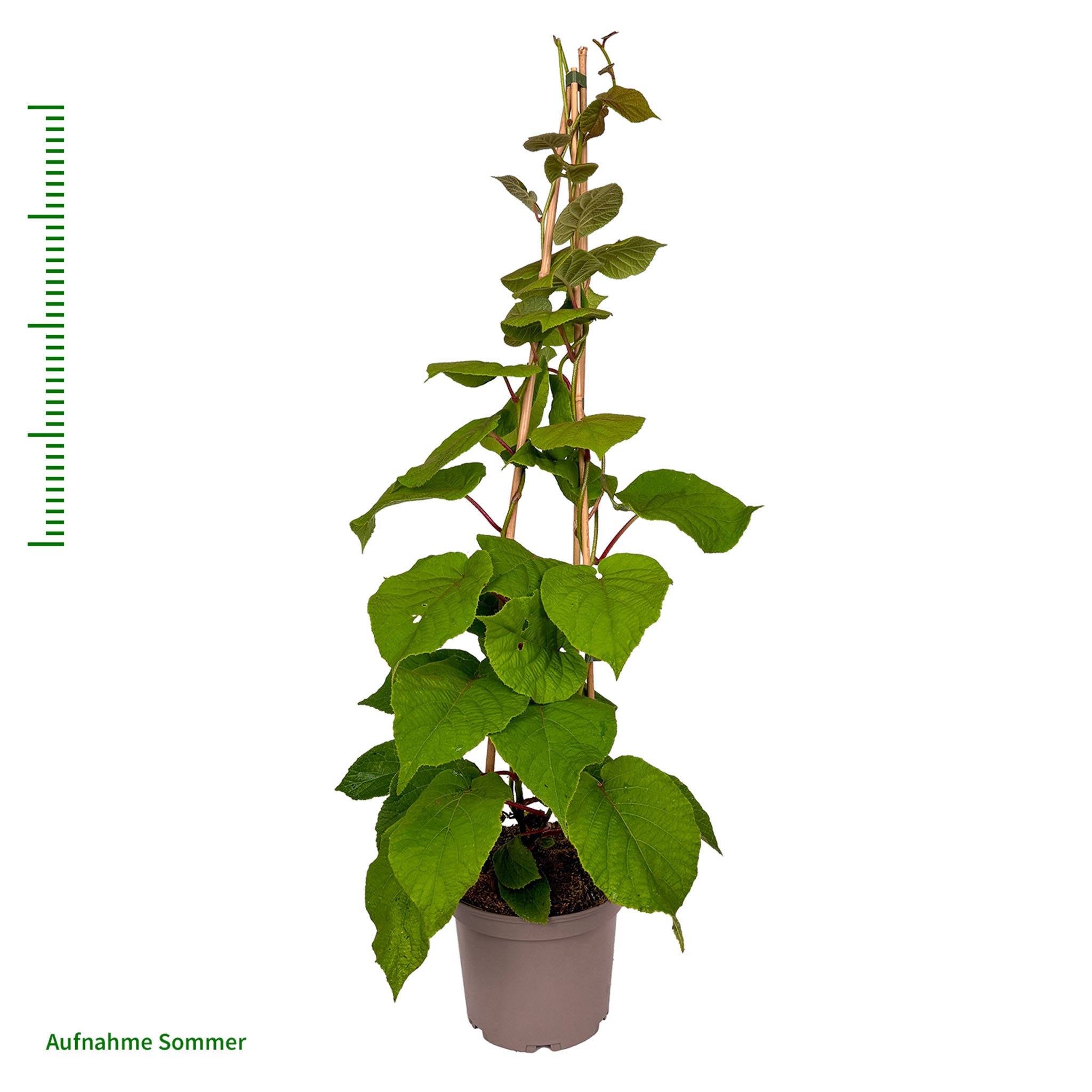Selbstfruchtbare Kiwi 'Jenny'